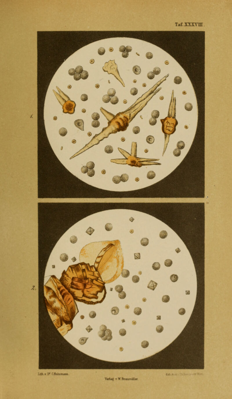 TafXKXVnr lAi V CI<Bi/r .Tif TaU^ r w hr • IT' u.-ffr