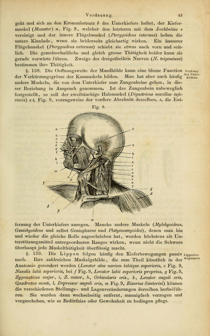 geht und sich an den Kronenfortsatz b des Unterkiefers heftet, der Kiefer- muskel (^Masseter) n, Fig. 9, welcher den letzteren mit dem Jochbeine e vereinigt und der innere Flügelmuskel (^Pterygoideus internus) heben die untere Kinnlade, wenn sie beiderseits gleichartig wirken. Ein äusserer Flügelmuskel {Pterygoideus externus) schiebt sie etwas nach vorn und seit- lich. Die gemeinschaftliche und gleich grosse Thätigkeit beider kann sie gerade vorwärts führen. Zweige des dreigetheilten Nerven (iV. trigeminus) bestimmen ihre Thätigkeit. §. 138. Die Oeffnungsweite der Mundhöhle kann eine blosse Function Senknnp der Verkürzungsgrösse der Kaumuskeln bilden. Man hat aber auch häufig kiefers andere Muskeln, die von dem Unterkiefer zum Zungenbeine gehen, in die- ser Beziehung in Anspruch genommen. Ist das Zungenbein unbeweglich festgestellt, so soll der zweibäuchige Halsmuskel (Digastricus maxillae infe- rioris) s i, Fig. 9, vorzugsweise der vordere Abschnitt desselben, s, die Ent- Fig. 9. fernung des Unterkiefers anregen. Manche andere Muskeln (Mylohyoideus^ Geniohyoideus und selbst Genioglossus und Platysmamyoides') ^ denen man hin und wieder die gleiche Rolle zugeschrieben hat, werden höchstens als Un- terstützungsmittel untergeordneten Ranges wirken, wenn nicht die Schwere überhaupt jede Muskelthätigkeit überflüssig macht. §. 139. Die Lippen folgen häufig den Kieferbewegungen passiv Lippenbe- nach. Ihre zahlreichen Muskelgebilde, die zum Theil künstlich in der ^«^&*'- Anatomie gesondert werden (^Levator alae narium labiique superioris^ e Fig. 9, Nasalis labii superioris, bei / Fig. 9, Levator labii superioris proprius, g Fig. 9, Zygomaticus major^ 2, Z. minor^ A, Orbicularis oris^ Je, Levator anguli oris, Quadratus menti, Z, Depressor anguli oris, m Fig. 9, Risorius Santorini) können die verschiedenen Stellungs- und Lagenveränderungen derselben herbeifüh- ren. Sie werden dann wechselseitig entfernt, mannigfach verzogen und vorgeschoben, wie es Bedürfniss oder Gewohnheit zu bedingen pflegt.