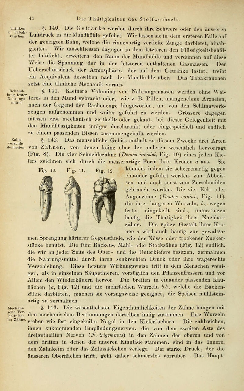 Trinken . §. 140. Die Getränke werden durch ihre Schwere oder den äusseren raucVJii! Luftdruck in die Mundhöhle geführt. Wir lassen sie in dem ersteren Falle auf der geneigten Bahn, welche die rinnenartig vertiefte Zunge darbietet, hinab- gleiten. Wir umschliessen dagegen in dem letzteren den Flüssigkeitsbehäl- ter luftdicht, erweitern den Raum der Mundhöhle und verdünnen auf diese Weise die Spannung der in der letzteren enthaltenen Gasmassen. Der Ueberschussdruck der Atmosphäre, der auf dem Getränke lastet, treibt ein Aequivalent desselben nach der Mundhöhle über. Das Tabakrauchen setzt eine ähnliche Mechanik voraus. Beiiand- §. 141. Kleinere Volumina von Nahrungsmassen werden ohne Wei- luii° fcstGr Nahrung-s- tercs in den Mund gebracht oder, wie z. B. Pillen, unangenehme Arzneien, nach der Gegend der Rachenenge hingeworfen, um von den Schlingwerk- zeugen aufgenommen und weiter geführt zu werden. Grössere dagegen müssen erst mechanisch zertheilt- oder gekaut, bei dieser Gelegenheit mit den Mundflüssigkeiten inniger dm-chtränkt oder eingespeichelt und endlich zu einem passenden Bissen zusammengeballt werden. Zahn- §. 142. Das menschliche Gebiss enthält zu diesem Zwecke drei Arten verschie- rz .. i dcnheiten. vou Zähnen, vou denen keine über der anderen wesentlich hervorragt (Fig. 8). Die vier Schneidezähne (Dentes incisivi, Fig. 10) eines jeden Kie- fers zeichnen sich durch die messerartige Form ihrer Kronen a aus. Sie Fif. 10. FifT, 11. Fie 12 können, indem sie scheerenartig gegen einander geführt werden, zum Abbeis- sen und auch sonst zum Zerschneiden gebraucht werden. Die vier Eck- oder Augenzähne (Dentes canini^ Fig. 11), die ihrer längeren Wurzeln, &, wegen fester eingekeilt sind, unterstützen häufig die Thätigkeit ihrer Nachbai'- zähne. Die spitze Gestalt ihrer Kro- nen a wird auch häufig zur gewaltsa- men Sprengung härterer Gegenstände, wie der Nüsse oder trockener Zucker- stücke benutzt. Die fünf Backen-, Mahl- oder Stockzähne (Fig. 12) endlich, die wir an jeder'Seite des Ober- und des Unterkiefers besitzen, zermalmen die Nahrungsmittel durch ihren senkrechten Druck oder ihre wagerechte Verschiebung. Diese letztere Wirkungsweise tritt in dem Menschen weni- ger, als in einzelnen Säugethieren, vorzüglich den Pflanzenfressern und vor Allem den Wiederkäuern hervor. Die breiten in einander passenden Kau- flächen (c?, Fig. 12) und die mehrfachen Wurzeln bb^ welche die Backen- zähne darbieten, machen sie vorzugsweise geeignet, die Speisen mühlstein- artig zu zermalmen. Mechani- §. 143. Die wesentlichsten Eigenthümlichkeiten der Zähne hängen mit l^äitnisse den mechanischen Bestimmungen derselben innig zusammen Ihre Wurzeln der Zähne. g(;g]^g]j ^jg fggt eingekeilte Nägel in den Kieferfächern. Die zahlreichen, ihnen zukommenden Ernpfindungsnerven, die von dem zweiten Aste des dreigetheilten Nerven (N. tngeminus) in den Zähnen der oberen und von dem dritten in denen der unteren Kinnlade stammen, sind in das Innere, den Zahnkeim oder das Zahnsäckchen verlegt. Der starke Druck, der die äusseren Oberflächen trifft, geht daher schmerzlos vorrüber. Das Haupt-