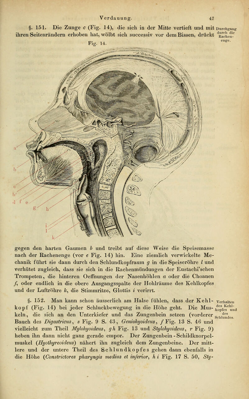 §. 151. Die Zunge c (Fig. 14), die sich in der Mitte vertieft und mit Durchgaug ihren Seitenrändern erhoben hat, wölbt sich successiv vor dem Bissen, drückt '^Raehen-'^ enge. Fis. 14. gegen den harten Gaumen b und treibt auf diese Weise die Speisemasse nach der Rachenenge (vor e Fig. 14) hin. Eine ziemlich verwickelte Me- chanik führt sie dann durch den Schlundkopfraum g in die Speiseröhre l und verhütet zugleich, dass sie sich in die Rachenmündungen der Eustachischen Trompeten, die hinteren Oeffnungen der Nasenhöhlen a oder die Choanen /, oder endlich in die obere Ausgangsspalte der Hohlräume des Kehlkopfes und der Luftröhre fc, die Stimmritze, Glottis i yerirrt. §. 152. Man kann schon äusserlich am Halse fühlen, dass der Kehl- verhalten köpf (Fig. 14) bei jeder Schluckbewegung in die Höhe geht. Die Mus-^opfeg*^u',,^ kein, die sich an den Unterkiefer und das Zungenbein setzen (vorderer „ if\^A Bauch des Digastricus^ s Fig. 9 S. 43, Geniohyoideus^ /Fig. 13 S. 46 und vielleicht zum Theil Mylohyoideus^ gh Fig. 13 und Stylohyoideus, r Fig. 9) heben ihn dann nicht ganz gerade empor. Der Zungenbein - Schildknorpel- muskel (Hyothyreoideus) nähert ihn zugleich dem Zungenbeine. Der mitt- lere und der untere Theil des Schlundkopfes gehen dann ebenfalls in die Höhe {Constrictores pharyngis medius et inferior^ h i Fig. 17 S. 50, Sty-