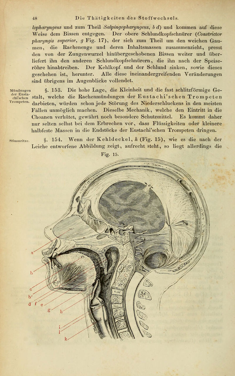 lopkaryngeus und zum Theil Salpingopharyngeiis^ b d) und kommen auf diese Weise dem Bissen entgegen. Der obere Schlundkopfschnürer (Constnctor pharyngis superior^ g Fig. 17), der sich zum Theil um den weichen Gau- men, die liachenenge und deren Inhaltsmassen zusammenzieht, presst den von der Zungenwurzel hinübergeschobenen Bissen weiter und über- liefert ihn den anderen Schlundkopfschnürern, die ihn nach der Speise- röhre hinabtreiben. Der Kehlkopf und der Schlund sinken, sowie dieses geschehen ist, herunter. Alle diese ineinandergreifenden Veränderungen sind übrigens im Augenblicke vollendet. Mündungen §. 153. Die hohe Lage, die Kleinheit und die fast schlitzförmige Ge- chrschtn stalt, welche die Rachenmündungen der Eustachi'schen Trompeten Trompeten, (jarijigten, würden schon jede Störung des Niederschluckens in den meisten Fällen unmöglich machen. Dieselbe Mechanik, welche den Eintritt in die Choanen verhütet, gewährt noch besondere Schutzmittel. Es kommt daher nur selten selbst bei dem Erbrechen vor, dass Flüssigkeiten oder kleinere halbfeste Massen in die Endstücke der Eustachi'schen Trompeten dringen. Stimmritze. §• 154. Wenn der Kehldeckel, h (Fig. 15), wie es die nach der Leiche entworfene Abbildung zeigt, aufrecht steht, so liegt allerdings die