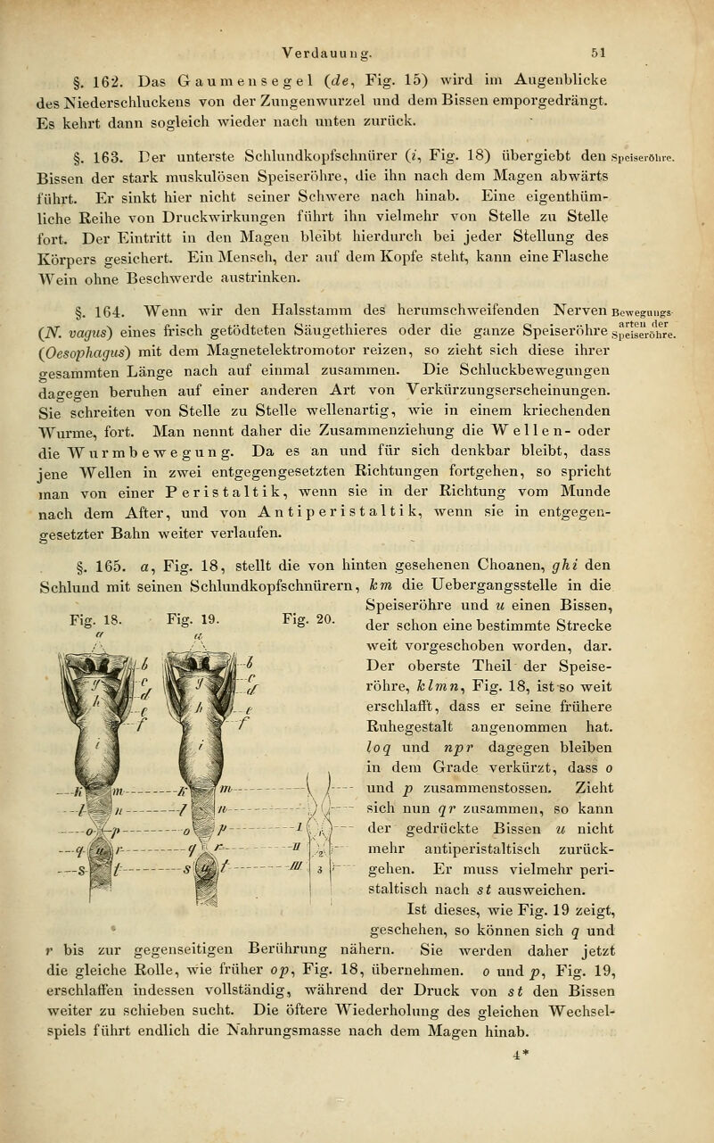 §. 162. Das Gaumensegel («ie, Fig. 15) wird im Augenblicke des Niederschluckens von der Zungenwurzel und dem Bissen emporgedrängt. Es kehrt dann sogleich wieder nach imten zurück. §. 163. Der unterste Schlundkopfschniirer (z, Fig. 18) übergiebt den spoiseröUio. Bissen der stark muskulösen Speiseröhre, die ihn nach dem Magen abwärts führt. Er sinkt hier nicht seiner Schwere nach hinab. Eine eigenthüm- liche Reihe von Druckwirkungen führt ihn vielmehr von Stelle zu Stelle fort. Der Eintritt in den Magen bleibt hierdurch bei jeder Stellung des Körpers gesichert. Ein Mensch, der auf dem Kopfe stellt, kann eine Flasche Wein ohne Beschwerde austrinken. §. 164. Wenn wir den Halsstamm des herumschweifenden Nerven Boweguugs (iV. vagus) eines frisch getödteten Säugethieres oder die ganze Speiseröhre Speiseröhre. (Oesophagus) mit dem Magnetelektromotor reizen, so zieht sich diese ihrer o-esammten Länge nach auf einmal zusammen. Die Schluckbewegungen dageo-en beruhen auf einer anderen Art von Verkürzungserscheinungen. Sie schreiten von Stelle zu Stelle wellenartig, wie in einem kriechenden Wurme, fort. Man nennt daher die Zusammenziehung die Wellen- oder die W ur mb e w e gun g. Da es an und für sich denkbar bleibt, dass jene Wellen in zwei entgegengesetzten Richtungen fortgehen, so spricht man von einer Peristaltik, wenn sie in der Richtung vom Munde nach dem After, und von Antiperistaltik, wenn sie in entgegen- gesetzter Bahn weiter verlaufen. §. 165. a, Fig. 18, stellt die von hinten gesehenen Choanen, ghi den Schlund mit seinen Schlundkopfschnürern, hm die Uebergangsstelle in die Speiseröhre und u einen Bissen, Fig. 20 Fis. 18. Fig. 19. der schon eine bestimmte Strecke weit voi'geschoben worden, dar. Der oberste Theil der Speise- röhre, hlmn^ Fig. 18, ist so weit erschlafft, dass er seine frühere Ruhegestalt angenommen hat. loq und npr dagegen bleiben in dem Grade verkürzt, dass o und p zusammenstossen. Zieht sich nun qr zusammen, so kann der gedrückte Bissen u nicht mehr antiperistaltisch zurück- gehen. Er muss vielmehr peri- staltisch nach st ausweichen. Ist dieses, wie Fig. 19 zeigt, geschehen, so können sich q und r bis zur gegenseitigen Berührung nähern. Sie werden daher jetzt die gleiche Rolle, wie früher op, Fig. 18, übernehmen, o und p, Fig. 19, erschlaffen indessen vollständig, während der Druck von st den Bissen weiter zu schieben sucht. Die öftere Wiederholung des gleichen Wechsel- spiels führt endlich die Nahrungsmasse nach dem Magen hinab. •4*