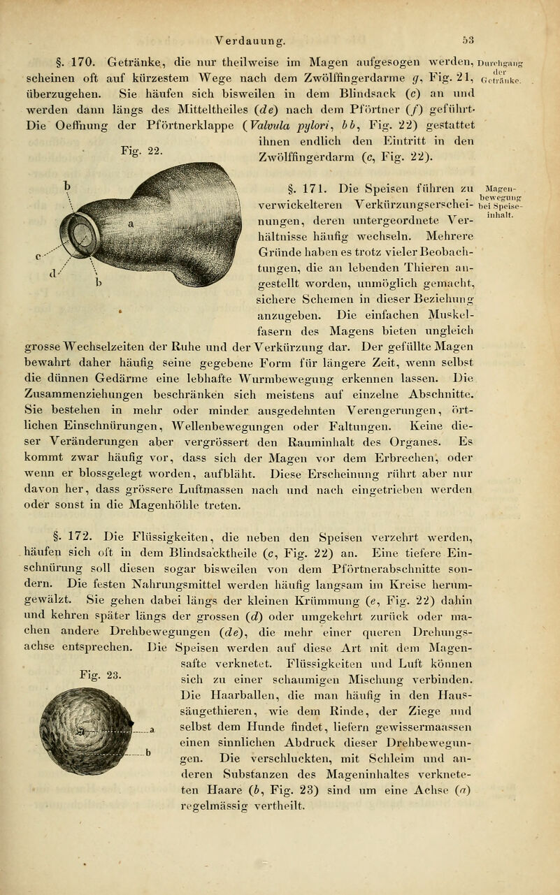 §. 170. Getränke, die nur theilweise im Magen aufgesogen werden, Duich-iuis scheinen oft auf kürzestem Wege nach dem Zwölffingerdarme gf, Fig.'21, Gvliünkc. überzugehen. Sie häufen sich bisweilen in dem Blindsack (c) an und werden dann längs des Mitteltheiles (rfe) nach dem Pfiu'tner (/) gefülu't- Die Oeffhung der Pförtnerklappe (^Valviila pylori, bb, Fig. 22) gestattet ihnen endlich den Eintritt in den Zwölffingerdarm (c, Fig. 22). Fig. 22. §. 171. Die Speisen führen zu verwickeiteren Verkürzungserschei- nungen, deren untergeordnete A'^er- hältnisse häufig wechseln. Mehrere Gründe haben es trotz vieler Beobach- tungen, die an lebenden Thieren an- gestellt worden, unmöglich gemacht, sichere Schemen in dieser Beziehung * anzugeben. Die einfachen Muskel- fasern des Magens bieten ungleich grosse Wechselzeiten der Ruhe und der Verkürzung dar. Der gefüllte Magen bewahrt daher häufig seine gegebene Form für längere Zeit, wenn selbst die dünnen Gedärme eine lebhafte Wurmbewegung erkennen lassen. Die Zusammenziehungen beschränken sich meistens auf einzelne Abschnitte. Sie bestehen in mehr oder minder ausgedehnten Verengerungen, ört- lichen Einschnürungen, Wellenbewegungen oder Faltungen. Keine die- ser Veränderungen aber vergrössert den Rauminhalt des Organes. Es kommt zwar häufig vor, dass sich der Magen vor dem Erbrechen, oder wenn er blossgelegt worden, aufbläht. Diese Erscheinung rührt aber nur davon her, dass grössere Luftmassen nach und nach eingetrieben werden oder sonst in die Magenhöhle treten. M.ag-eii- bei Speise- iiihalt. §. 172. Die Flüssigkeiten, die neben den Speisen verzehrt werden, häufen sich oft in dem Blindsa'cktheile (c, Fig. 22) an. Eine tiefere Ein- schnürung soll diesen sogar bisweilen von dem Pförtnerabschnitte son- dern. Die festen Nahrungsmittel werden häufig langsam im Kreise herum- gewälzt. Sie gehen dabei längs der kleinen Krümmung (e, Fig. 22) dahin und kehren später längs der grossen {d) oder umgekehrt zurück oder ma- chen andere Drehbewegungen (de), die mehr einer queren Drehungs- achse entsprechen. Die Speisen werden auf diese Art mit dem Magen- safte verknetet. Flüssigkeiten und Luft können sich zu einer schaumigen Mischung verbinden. Die Haarballen, die man häxifig in den Haus- säugethieren, wie dem Rinde, der Ziege und selbst dem Hunde findet, liefern gewissermaassen einen sinnlichen Abdruck dieser Drehbewegun- gen. Die verschluckten, mit Schleim und an- deren Substanzen des Mageninhaltes verknete- ten Haare (6, Fig. 23) sind um eine Achse («7) regelmässig vertheilt. Fig. 23.