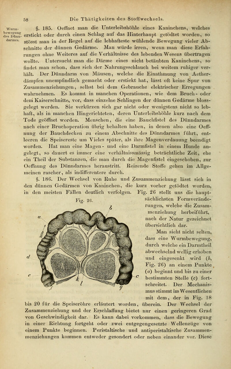 Wurm- §. 185. Oeffhet man die Unterleibshöhle eines Kaninchens, welches ^p^iMimf- erstickt oder durch einen Schlag auf das Hinterhaupt getödtet worden, so darmes. gjjgggj; j^ian in der Regel auf die lebhafteste wühlende Bewegung vieler Ab- schnitte der dünnen Gedärme. Man würde irren, wenn man diese Erfah- rungen ohne Weiteres auf die Vei'hältnisse des lebenden Wesens übertragen wollte. Untersucht man die Därme eines nicht betäubten Kaninchens, so findet man schon, dass sich der Nahrungsschlauch bei weitem ruhiger ver- hält. Der Dünndarm von Mäusen, welche die Einathmung von Aether- dämpfen unempfindlich gemacht oder erstickt hat, lässt oft keine Spur von Zusammenziehungen, selbst bei dem Gebrauche elektrischer Erregungen wahrnehmen. Es kommt in manchen Operationen, wie dem Bruch- oder deni Kaiserschnitte, vor, dass einzelne Schlingen der dünnen Gedärme bloss- gelegt werden. Sie verkürzen sich gar nicht oder wenigstens nicht so leb- haft, als in manchen Hingerichteten, deren Unterleibshöhle kurz nach dem Tode geöffnet worden. Menschen, die eine Bauchfistel des Dünndarmes nach einer Bruchoperation übrig behalten haben, in denen also eine Oeff- nung der Bauchdecken zu einem Abschnitte des Dünndarmes führt, ent- leeren die Speisereste um Vieles später, als ihre Magenverdauung beendigt worden. Hat man eine Magen- und eine Darmfistel in einem Hunde an- gelegt, so dauert es immer eine verhältnissmässig beträchtliche Zeit, ehe ein Theil der Substanzen, die man durch die Magenfistel eingeschoben, zur Oeffming des Dünndarmes heraustritt. Reizende Stoffe gehen im Allge- meinen rascher, als indifferentere durch. §. 186. Der Wechsel von Ruhe und Zusamraenziehung lässt sich in den dünnen Gedärmen von Kaninchen, die kurz vorher getödtet worden, in den meisten Fällen deutlich verfolgen. Fig. 26 stellt uns die haupt- pjo. 2G. sächlichsten Formverände- > rungen, welche die Zusam- menziehung herbeiführt, nach der Natur gezeichnet übersichtlich dar. Man sieht nicht selten, dass eine Wurmbewegung, durch welche ein Darmtheil abwechselnd wellig erhoben tind eingesenkt wird (b, Fig. 26) an einem Punkte, (a) beginnt und bis zu einer bestimmten Stelle (c) fort- schreitet. Der Mechanis- mus stimmt im Wesentlichen mit dem, der in Fig. 18 bis 20 für die Speiseröhre erläutert worden, überein. Der AVechsel der Zusammenziehung und der Erschlaffung bietet nur einen geringeren Grad von Geschwindigkeit dar. Es kann dabei vorkommen, dass die Bewegung in einer Richtung fortgeht oder zwei entgegengesetzte Wellenzüge von einem Punkte beginnen. Peristaltische und antiperistaltische Zusammen- menziehungen kommen entweder gesondert oder neben einander vor. Diese