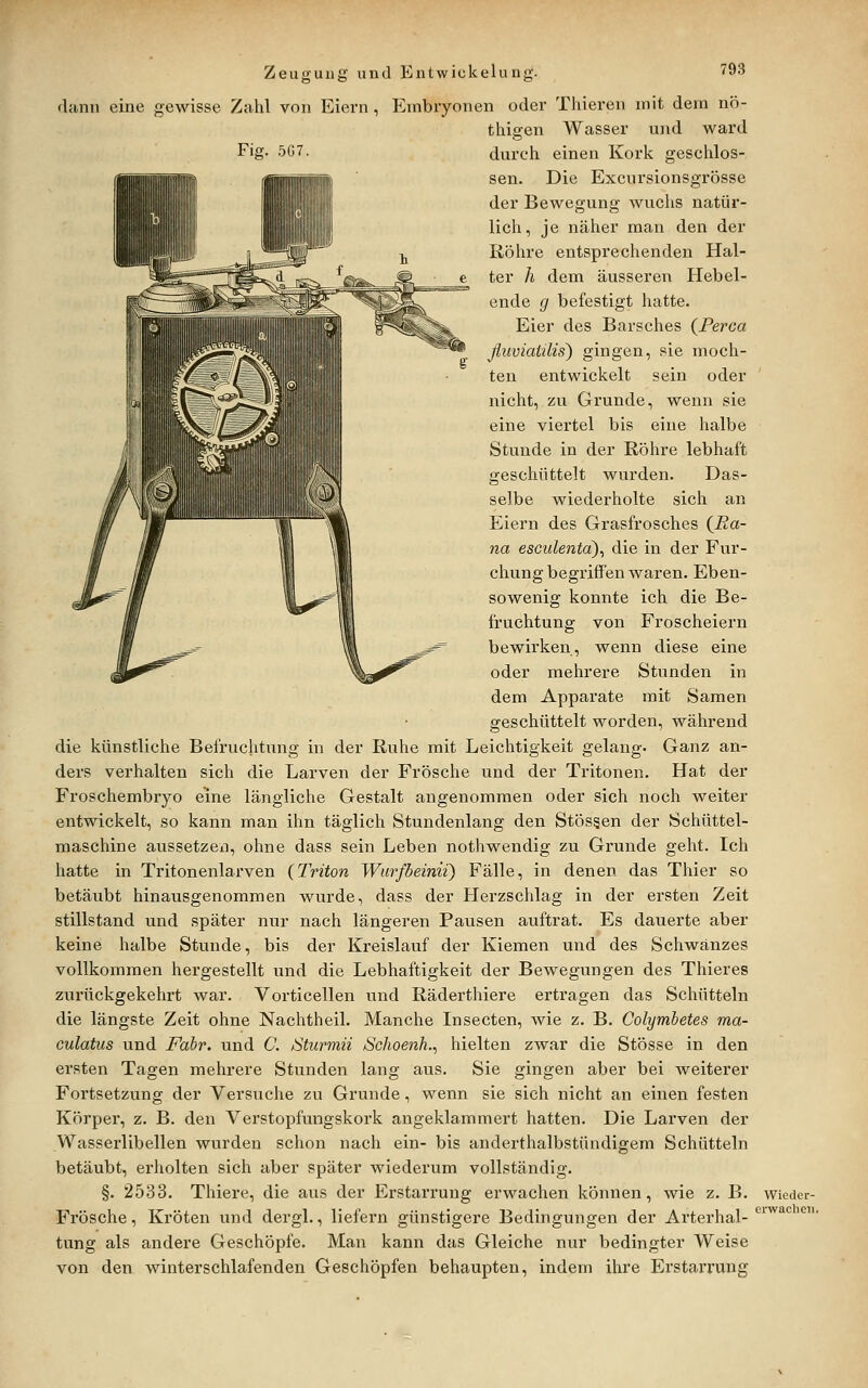 Fig. 5G7. (binn eine gewisse Zahl von Eiern , Embryonen oder Thieren mit dem nö- thigen Wasser und ward durch einen Kork geschlos- sen. Die Excursionsgrösse der Bewegung wuchs natür- lich, je näher man den der Röhre entsprechenden Hal- ter h dem äusseren Hebel- ende g befestigt hatte. Eier des Barsches (^Perca fluviaiilis) gingen, sie moch- ten entwickelt sein oder ' nicht, zu Grunde, wenn sie eine viertel bis eine halbe Stunde in der Röhre lebhaft geschüttelt wurden. Das- selbe wiederholte sich an Eiern des Grasfrosches (Jßa- na esculentd)^ die in der Fur- chung begi'iff'en waren. Eben- sowenig konnte ich. die Be- fruchtung von Froscheiern bewirken, wenn diese eine oder mehrere Stunden in dem Apparate mit Samen geschüttelt worden, während die künstliche Befruchtung in der Ruhe mit Leichtigkeit gelang. Ganz an- ders verhalten sich die Larven der Frösche und der Tritonen. Hat der Froschembryo eine längliche Gestalt angenommen oder sich noch weiter entwickelt, so kann man ihn täglich Stundenlang den Stösgen der Schüttel- maschine aussetzen, ohne dass sein Leben nothwendig zu Grunde geht. Ich hatte in Tritonenlarven (Triton Wurfbeinii) Fälle, in denen das Thier so betäubt hinausgenommen wurde, dass der Herzschlag in der ersten Zeit stillstand und später nur nach längeren Pausen auftrat. Es dauerte aber keine halbe Stunde, bis der Kreislauf der Kiemen und des Schwanzes vollkommen hergestellt und die Lebhaftigkeit der Bewegungen des Thieres zurückgekehrt war. Vorticellen und Räderthiere ertragen das Schütteln die längste Zeit ohne Nachtheil. Manche Insecten, wie z. B. Colymbetes ma- culatus und Fabr. und C. iSturmü Schoenh.^ hielten zwar die Stösse in den ersten Tagen mehrere Stunden lang aus. Sie gingen aber bei weiterer Fortsetzung der Versuche zu Grunde, wenn sie sich nicht an einen festen Körper, z. B. den Verstopfungskork angeklammert hatten. Die Larven der Wasserlibellen wurden schon nach ein- bis anderthalbstündigem Schütteln betäubt, erholten sich aber später wiederum vollständig. §. 2533. Thiere, die aus der Erstarrung erwachen können, wie z. B. wieder- Frösche, Kröten und dergl., liefern günstigere Bedingungen der Arterhai- '^^'^ tung als andere Geschöpfe. Man kann das Gleiche nur bedingter Weise von den winterschlafenden Geschöpfen behaupten, indem ihre Erstarrung
