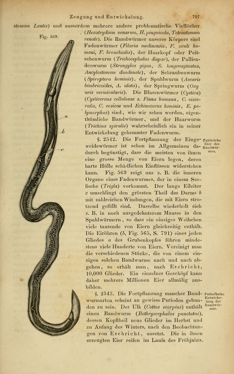 Fio;. 5f>9. stomum Lentis) vind ausserdem mehrere andere problematische Viellöcher {Hexatrydium venarum^ H. pinguicola^ Tetrastomum renale). Die Rundwürmer unseres Körpers sind Fadenwürmer (Filaria medinensis., F. oculi hu- mani., F. bronchialis)., der Haarkopf oder Peit- scheuwurm {Trichocephalus dispar)., der Pallisa- denwurm {Strongylus gigas., S. longevagmatus, Ancylostomum duodenale)., der Schraubenwurm {Spiroptera hominis)., der Spuhlwurm (^Ascaris lumbricoides., A. alata)., der Springwurm (Oicy uris vermicularis). Die Blasenwürmer (Cystica) {Cysticercus cellulosae s. Finna humana., C. visce- ralis., C. vesicae und Echinococus hominis., E. po- lymorphus) sind, wie wir seilen werden, eigen- thümliche Bandwürmer, und der Haarwurm {Trichina spiralis) wahrscheinlich ein in seiner Entwickelung gehemmter Faden wurm. §. 2542. Die Fortpflanzving der Einge- zahlreiche weidewürmer ist schon im Allgemeinen da- ßaudwuT- durch begünstigt, dass die meisten von ihnen ™'^^ eine grosse Menge von Eiern legen, deren harte Hülle schädlichen Einflüssen widerstehen kann. Fig. 569 zeigt uns z. B. die inneren Organe eines Fadenwurmes, der in einem See- fische {Trigla) vorkommt. Der lange Eileiter c umschlingt den grössten Theil des Darms b mit zahlreichen Windungen, die mit Eiern stro- tzend gefüllt sind. Dasselbe wiederholt sich z. B. in noch ausgedehnterem Maasse in den Spuhlwürmern, so dass ein einziges Weibchen viele tausende von Eiern gleichzeitig enthält. Die Eiröhren (3, Fig. 565, S. 791) eines jeden Gliedes a des Grubenkopfes führen minde- stens viele Hunderte von Eiern. Vereinigt man die verschiedenen Stüqke, die von einem ein- zigen solchen Bandwurme nach und nach ab- gehen, so erhält man, nach Esc bricht, 10,000 Glieder. Ein einzelnes Geschöpf kann daher mehrere Millionen Eier allmälig aus- bilden. §. 2543. Die Fortpflanzung mancher Band- Periodische wurmarten scheint an gewisse Perioden gebun- u,„g der den zu sein. Der Ulk (Cottus scorpius) enthält ^'^„er? einen Bandwurm {Bothryocephaliis punctatus)., dessen Kopftheil neue Glieder im Herbst und zu Anfang des Winters, nach den Beobachtun- gen von Eschrieht, ansetzt. Die in ihnen erzeugten Eier reifen im Laufe des Frühjahrs.