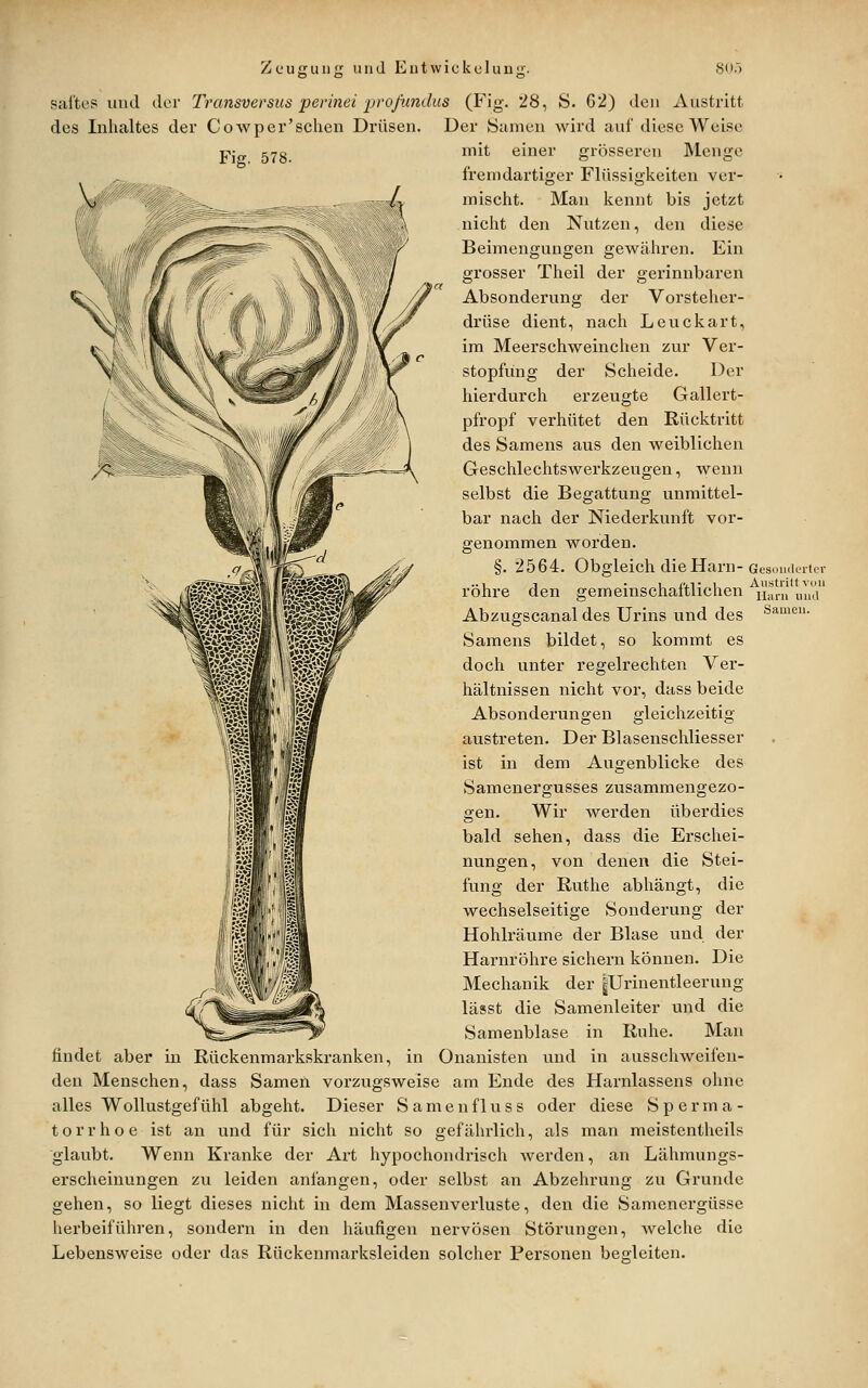 sal'tes und der Transversus perinei i)vofundus (Fig. 28, 8. 62) den Austritt des Inhaltes der Cowper'schen Drüsen. Der Samen wird auf diese Weise mit einer grösseren Menge fremdartiger Flüssigkeiten ver- mischt. Man kennt bis jetzt nicht den Nutzen, den diese Beimengungen gewähren. Ein grosser Theil der gerinnbaren Absonderung der Vorsteher- drüse dient, nach Leuckart, im Meerschweinchen zur Ver- stopfung der Scheide. Der hierdurch erzeugte Gallert- pfropf verhütet den Rücktritt des Samens aus den weiblichen Geschlechtswerkzeugen, wenn selbst die Begattung unmittel- bar nach der Niederkunft vor- genommen worden. §. 2564. Obgleich die Harn-Gcs.inik'itcv röhre den gemeinschaftlichen ij!^/,i' J, Abzugscanal des Urins und des •'^^i'^- Samens bildet, so kommt es doch unter regelrechten Ver- hältnissen nicht vor, dass beide Absonderungen gleichzeitig austreten. Der Blasenschliesser ist in dem Augenblicke des Samenergusses zusammengezo- gen. Wir werden überdies bald sehen, dass die Erschei- nungen, von denen die Stei- fung der Ruthe abhängt, die wechselseitige Sonderung der Hohlräume der Blase und der Harnröhre sichern können. Die Mechanik der |Urinentleerung lässt die Samenleiter und die Samenblase in Ruhe. Man findet aber in Rückenmarkskranken, in Onanisten und in ausschweifen- den Menschen, dass Samen vorzugsweise am Ende des Harnlassens ohne alles Wollustgefühl abgeht. Dieser S amen flu ss oder diese Sperma- torrhoe ist an und für sich nicht so gefährlich, als man meistentheils glaubt. Wenn Kranke der Art hypochondrisch werden, an Lähmungs- erscheinungen zu leiden anfangen, oder selbst an Abzehrung zu Grunde gehen, so liegt dieses nicht in dem Massenverluste, den die Samenergüsse herbeiführen, sondern in den häufigen nervösen Störungen, welche die Lebensweise oder das Rückenmarksleiden solcher Personen begleiten.
