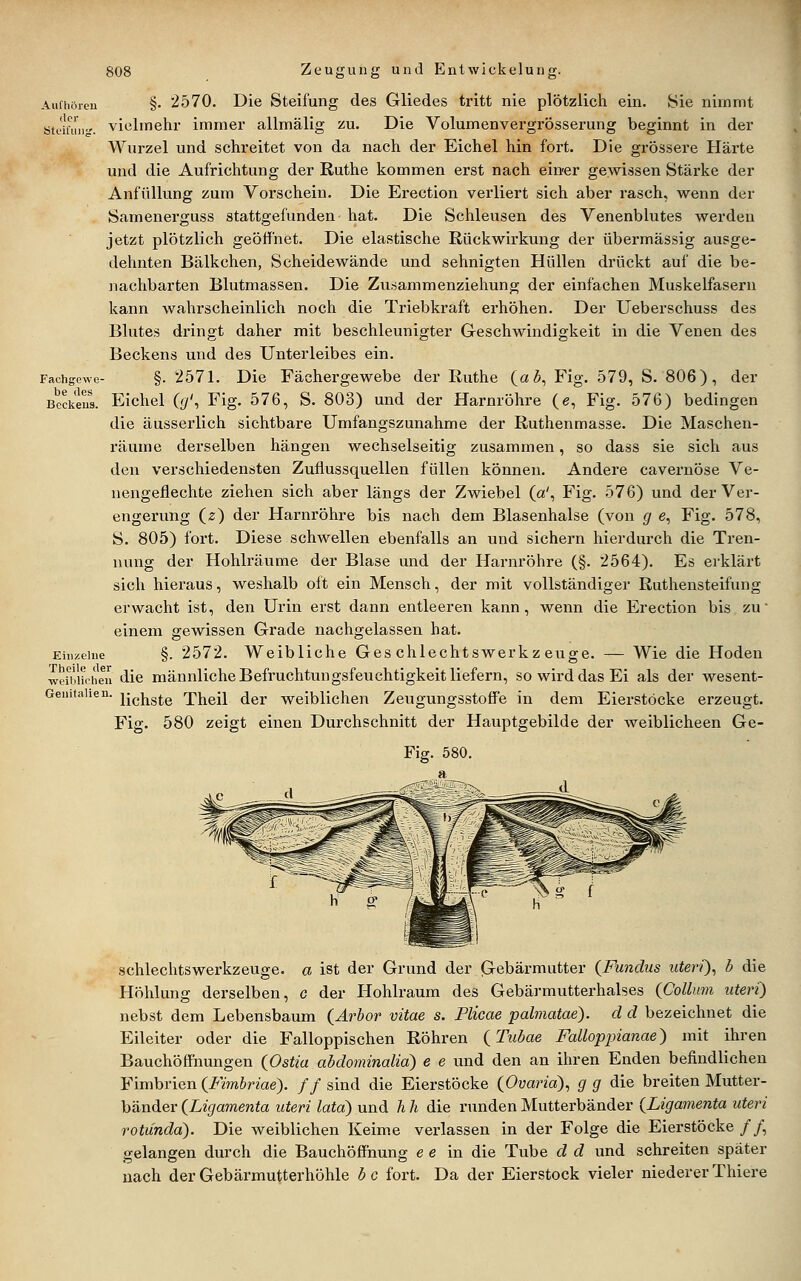 Aulhftreu Ötfifuiijr. 808 Zeugung und Entwickelung. §. 2570. Die Steifung des Gliedes tritt nie plötzlich ein. Sie nimmt vielmehr immer allmälig zu. Die Volumenvergrösserung beginnt in der Wurzel und schreitet von da nach der Eichel hin fort. Die grössere Härte und die Aufrichtung der Ruthe kommen erst nach einer gewissen Stärke der Anfüllung zum Vorschein. Die Erection verliert sich aber rasch, wenn der Samenerguss stattgefunden hat. Die Schleusen des Venenblutes werden jetzt plötzlich geöffnet. Die elastische Rückwirkung der übermässig ausge- dehnten Bälkchen, Scheidewände und sehnigten Hüllen drückt auf die be- ]iachbarten Blutmassen. Die Zu.-jammenziehung der einfachen Muskelfasern kann wahrscheinlich noch die Triebkraft erhöhen. Der Ueberschuss des Blutes dringt daher mit beschleunigter Geschwindigkeit in die Venen des Beckens und des Unterleibes ein. §.2571. Die Fächergewebe der Ruthe (a ^, Fig. 579, S. 806), der Eichel (f/', Fig. 576, S. 803) und der Harnröhre (e, Fig. 576) bedingen die äusserlich sichtbare Umfangszunahme der Ruthenmasse. Die Maschen- räume derselben hängen wechselseitig zusammen, so dass sie sich aus den verschiedensten Zuflussquellen füllen können. Andere cavernöse Ve- nengeflechte ziehen sich aber längs der Zwiebel (a', Fig. 576) und der Ver- engerung (z) der Harnröhre bis nach dem Blasenhalse (von g e, Fig. 578, S. 805) fort. Diese schwellen ebenfalls an und sichern hierdurch die Tren- nung der Hohlräume der Blase und der Harnröhre (§. 2564). Es erklärt sich hieraus, weshalb oft ein Mensch, der mit vollständiger Ruthensteifung erwacht ist, den Urin erst dann entleeren kann, wenn die Erection bis zu' einem gewissen Grade nachgelassen hat. Eiiiztiue §. 2572. Weibliche Geschlechtswerkzeuge. — Wie die Hoden wdbncheu die männliche Befruchtuugsfeuchtigkeit liefern, so wird das Ei als der wesent- Geuitaiien. jjgj^gjg Theil der weiblichen Zeugungsstoffe in dem Eierstöcke erzeugt. Fig. 580 zeigt einen Durchschnitt der Hauptgebilde der weiblicheen Ge- Fachgewe be des Beckens. schlechtswerkzeuge. a ist der Grund der Gebärmutter {Fundus uteri), h die Höhlung derselben, c der Hohlraum des Gebärmutterhalses (Collum uteri) nebst dem Lebensbaum (Ärbor vitae s. Flicae pahnatae). d d bezeichnet die Eileiter oder die Falloppischen Röhren {Tubae Falloppianae) mit ihren Bauchöffnungen {Ostia abdominalia) e e und den an ihren Enden befindlichen Fimbrien {Fimhriae). ff sind die Eierstöcke {Ovaria), g g die breiten Mutter- bänder {Ligamenta uteri lata) und h h die rimden Mutterbänder {Ligamenta uteri rotunda). Die weiblichen Keime verlassen in der Folge die Eierstöcke //, gelangen durch die Bauchöffnung e e in die Tube d d und schreiten später nach der Gebärmutterhöhle b c fort. Da der Eierstock vieler niederer Thiere