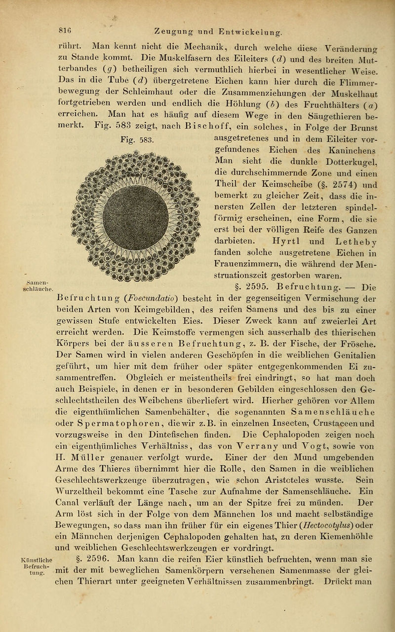 Samen- schläuche. 81Ö Zeugung und Entwickelung. rührt. Man kennt nicht die Mechanik, durch welche diese Veränderung zu Stande kommt. Die Muskelfasern des Eileiters (d) und des breiten Mut- terbandes (^) betheiligen sich vermuthlich hierbei in wesentlicher Weise. Das in die Tube (^d) übergetretene Eichen kann hier durch die Flimmer- bewegung der Schleimhaut oder die Zusammenziehungen der Muskelhaut fortgetrieben werden und endlich die Höhlung (b) des Fruchthälters (a) erreichen. Man hat es hcäufig auf diesem Wege in den Säugethieren be- merkt. Fig. 583 zeigt, nach Bischoff, ein solches, in Folge der Brunst ausgetretenes und in dem Eileiter vor- gefundenes Eichen des Kaninchens Man sieht die dunkle Dotterkugel, die durchschimmernde Zone und einen Theil der Keimscheibe (§, 2574) und bemerkt zu gleicher Zeit, dass die in- nersten Zellen der letzteren spindel- förmig erscheinen, eine Form, die sie erst bei der völligen Eeife des Ganzen darbieten. Hyrtl und Letheby fanden solche ausgetretene Eichen in Frauenzimmern, die während der Men- struationszeit gestorben waren. §. 2595. Befruchtung. — Die Befruchtung (Foecundatio') besteht in der gegenseitigen Vermischung der beiden Arten von Keimgebilden, des reifen Samens und des bis zu einer gewissen Stufe entwickelten Eies. Dieser Zweck kann auf zweierlei Art erreicht werden. Die Keimstoffe vermengen sich ausserhalb des thierischen Körpers bei der äusseren Befruchtung, z. B. der Fische, der Frösche. Der Samen wird in vielen anderen Geschöpfen in die weiblichen Genitalien geführt, um hier mit dem früher oder später entgegenkommenden Ei zu- sammentreffen. Obgleich er meistentheils frei eindringt, so hat man doch auch Beispiele, in denen er in besonderen Gebilden eingeschlossen den Ge- schlechtstheilen des Weibchens überliefert wird. Hierher gehören vor Allem die eigenthümlichen Samenbehälter, die sogenannten Samen schlauche oder Spermatophoren, die wir z.B. in einzelnen Insecten, Crustaceen und vorzugsweise in den Dintefischen finden. Die Cephalopoden zeigen noch ein eigenthümliches Verhältniss, das von Verrany und Vogt, sowie von H. Müller genauer, verfolgt wurde. Einer der den Mund umgebenden Arme des Thieres übernimmt hier die Rolle, den Samen in die weiblichen Geschlechtswerkzeuge überzutragen, wie schon Aristoteles wusste. Sein Wurzeltheil bekommt eine Tasche zur Aufnahme der Samenschläuche. Ein Canal verläuft der Länge nach, um an der Spitze frei zu münden. Der Arm löst sich in der Folge von dem Männchen los und macht selbständige Bewegungen, so dass man ihn früher für ein eigenes Thier (Hectocotylus) oder ein Männchen derjenigen Cephalopoden gehalten hat, zu deren Kiemenhöhle und weiblichen Geschlechtswerkzeugen er vordringt. Krnistiiche §• 2596. Man kann die reifen Eier künstlich befruchten, wenn man sie \\m^.' fiit der mit beweglichen Samenkörpern versehenen Samenmasse der glei- chen Thierart unter geeigneten Verhältnissen zusammenbringt. Drückt man