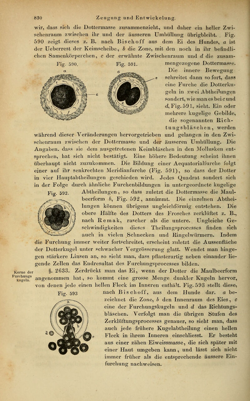 wir, dass sich die Dottermasse zusammenzieht, und daher ein heller Zwi- schenraum zwischen ihr und der äusseren Umhüllung übrigbleibt. Fig. 590 zeigt dieses z. B. nach Bisch off aus dem Ei des Hundes, a ist der Ueberrest der Keimscheibe, b die Zone, mit den noch in ihr befindli- chen Samenkörperchen, c der erwähnte Zwischenraum und d die zusam- Fio;. 590. Fig. 591. mengezogene Dottermasse. Die innere Bewegung schreitet dann so fort, dass eine Fiarche die Dotterku- geln in zwei Abtheilungen sondert, wie man es bei c und cZ, Fig. 591, sieht. Ein oder mehrere kugelige Gebilde, die sogenannten Rich- tungsbläschen, werden während dieser Veränderungen hervorgetrieben und gelangen in den Zwi- schenraum zwischen der Dottermasse und der äiisseren Umhüllung. Die Angaben, dass sie dem ausgetretenen Keimbläschen in den Mollusken ent- sprechen, hat sich nicht bestätigt. Eine höhere Bedeutung scheint ihnen überhaupt nicht zuzukommen. Die Bildung einer Aequatorialfurche folgt einer auf ihr senkrechten Meridianfurche (Fig. 591), so dass der Dotter in vier Hauptabtheilungen geschieden wird. Jedes Quadrat sondert sich in der Folge durch ähnliche Furchenbildungen in untergeordnete kugelige Abtheilungen , so dass zuletzt die Dottermasse die Maul- beerform &, Fig. 592, annimmt. Die einzelnen Abthei- lungen können übrigens ungleichförmig entstehen. Die obere Hälfte des Dotters des Frosches zerklüftet z. B., nach Remak, rascher als die untere. Ungleiche Ge- schwindigkeiten dieses Theilungsprocesses finden sich auch in vielen Schnecken und Ringelwüi'mern. Indem die Furchung immer weiter fortschreitet, erscheint zuletzt die Aussenfläche der Dotterkugel unter schwacher Vergrösserung glatt. Wendet man hinge- gen stärkere Linsen an, so sieht man, dass pflasterartig neben einander lie- gende Zellen das Endresultat des Fiirchungsprocesses bilden. Kerne der §■ 2633. Zerdrückt man das Ei, wenn der Dotter die Maulbeerform Furchniigs angenommen hat, so kommt eine grosse Menge dunkler Kugeln hervor, kugeln. von denen jede einen hellen Fleck im Inneren enthält. Fig. 593 stellt diese, Yia-. 593 nach Bischoff, aus dem Hunde dar. a be- zeichnet die Zone, b den Innenraum des Eies, c eine der Furchungskugeln und d das ßichtungs- bläschen. Verfolgt man die übrigen Stufen des Zerklüftungsprocesses genauer, so sieht man, dass auch jede frühere Kugelabtheilung einen hellen Fleck in ihrem Inneren einschliesst. Er besteht aus einer zähen Eiweissmasse, die sich später mit einer Haut umgeben kann, und lässt sich nicht immer früher als die entsprechende äussere Ein- furchung nachweisen.