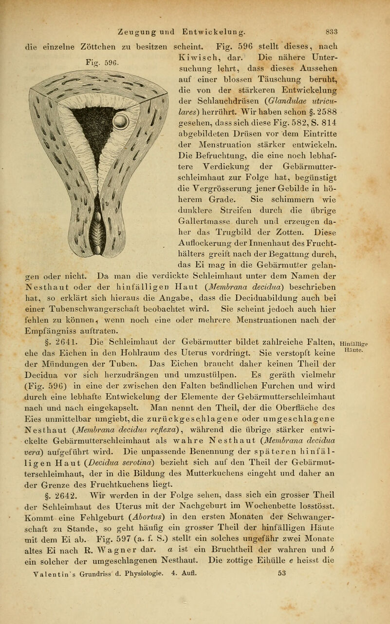 die einzelne Zöttchen zu besitzen scheint. Fig. 596 stellt dieses, nach Kiwisch, dar. Die nähere Unter- suchung lehrt, dass dieses Aussehen auf einer blos:ien Täuschung beruht, die von der stärkeren Entwickelung der Schlauchdrüsen {Glandulae iitricu- lares) herrührt. Wir haben schon §. 2588 gesehen, dass sich diese Fig. 582, S. 814 abgebildeten Drüsen vor dem Eintritte der Menstruation stärker entwickeln. Die Befruchtung, die eine noch lebhaf- tere Verdickung der Gebärmutter- schleimhaut zur Folge hat, begünstigt die Vergrösserung jener Gebilde in hö- herem Grade. Sie schimmern wie dunklere Streifen durch die übrige Gallertmasse durch und erzeugen da- her das Trugbild der Zotten. Diese Auflockerung der Innenhaut des Frucht- hälters greift nach der Begattung durch, das Ei mag in die Gebärmutter gelan- gen oder nicht. Da man die verdickte Schleimhaut unter dem Namen der Nesthaut oder der hinfälligen Haut {Membrana decidua) beschrieben hat, so erklärt sich hieraus die Angabe, dass die Deciduabildung auch bei einer Tubenschwangerschaft beobachtet wird. Sie scheint jedoch auch hier fehlen zu können, wenn noch eine oder mehrere Menstruationen nach der Empfängniss auftraten. §. 2641. Die Schleimhaut der Gebärmutter bildet zahlreiche Falten, Hinfällig ehe das Eichen in den Hohlraum des Uterus vordringt. Sie verstopft keine ^'''^*<^- der Mündungen der Tuben. Das Eichen braucht daher keinen Theil der Decidua vor sich herzudrängen und umzustülpen. Es geräth vielmehr (Fig. 596) in eine der zwischen den Falten befindlichen Furchen und wird durch eine lebhafte Entwickelung der Elemente der Gebärmutterschleimhaut nach und nach eingekapselt. Man nennt den Theil, der die Oberfläche des Eies unmittelbar umgiebt, die zurückgeschlagene oder umgeschlagene Nesthaut {Membrana decidua reflexa^ ^ während die übrige stärker entwi- ckelte Gebärmutterschleimhaut als wahre Nesthaut {Membrana decidua Vera') aufgeführt wird. Die unpassende Benennung der späteren hinfäl- ligen Haut {Decidua serotinä) bezieht sich auf den Theil der Gebärmut- terschleimhaut, der in die Bildung des Mutterkuchens eingeht und daher an der Grenze des Fruchtkuchens liegt. §. 2642. Wir werden in der Folge sehen, dass sich ein grosser Theil der Schleimhaut des Uterus mit der Nachgeburt im Wochenbette losstösst. Kommt eine Fehlgeburt {Abortus) in den ersten Monaten der Schwanger- schaft zu Stande, so geht häufig ein grosser Theil der hinfälligen Häute mit dem Ei ab. Fig. 597 (a. f. S.) stellt ein solches ungefähr zwei Monate altes Ei nach R. Wagner dar. a ist ein Bruchtheil der wahren und b ein solcher der umgeschlagenen Nesthaut. Die zottige EihüUe e heisst die Valentin's Grundriss d. Physiologie. 4. Aufl. 53