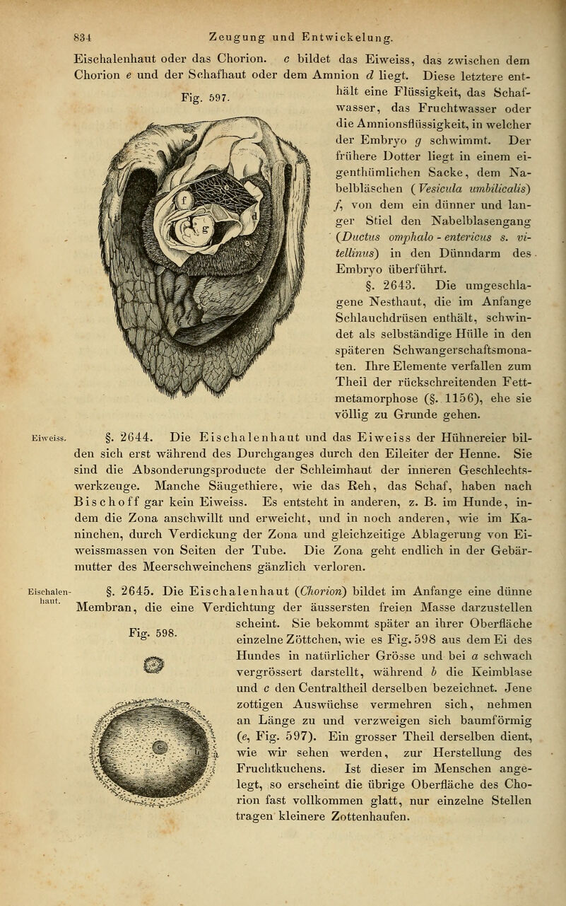 Eischalen- haiit. 834 Zeugung und Entwickelung. Eisehalenhaut oder das Chorion. c bildet das Eiweiss, das zwischen dem Chorion e und der Schaf haut oder dem Amnion d liegt. Diese letztere ent- pj j,g7 hält eine Flüssigkeit, das Schaf- wasser, das Fruchtwasser oder die Amnionsflüssigkeit, in welcher der Embryo g schwimmt. Der frühere Dotter liegt in einem ei- genthümlichen Sacke, dem Na- belbläschen ( Vesicula umbilicalis) /, von dem ein dünner und lan- ger Stiel den Nabelblasengang (^Ductus omphalo - enterictis s. vi- tellinus) in den Dünndarm des Embryo überführt. §. 2643. Die umgeschla- gene Nesthaut, die im Anfange Schlauchdrüsen enthält, schwin- det als selbständige Hülle in den späteren Schwangerschaftsmona- ten. Ihre Elemente verfallen zum Theil der rückschreitenden Fett- metamorphose (§. 1156), ehe sie völlig zu Grunde gehen. §. 2644. Die Eischalenhaut und das Eiweiss der Hühnereier bil- den sich erst während des Durchganges durch den Eileiter der Henne. Sie sind die Absonderungsproducte der Schleimhaut der inneren Geschlechts- werkzeuge. Manche Säugethiere, wie das ßeh, das Schaf, haben nach Bischoff gar kein Eiweiss. Es entsteht in anderen, z. B. im Hunde, in- dem die Zona anschwillt und erweicht, und in noch anderen, wie im Ka- ninchen, durch Verdickung der Zona und gleichzeitige Ablagerung von Ei- weissmassen von Seiten der Tube. Die Zona geht endlich in der Gebär- mutter des Meerschweinchens gänzlich verloren. §. 2645. Die Eischalenhaut {Chorion) bildet im Anfange eine dünne Membran, die eine Verdichtung der äussersten freien Masse darzustellen scheint. Sie bekommt später an ihrer Oberfläche einzelne Zöttchen, wie es Fig. 598 aus dem Ei des Hundes in natürlicher Grösse und bei a schwach vergrössert darstellt, während b die Keimblase und c den Centraltheil derselben bezeichnet. Jene zottigen Auswüchse vermehren sich, nehmen an Länge zu und verzweigen sich baumförmig wie wir sehen werden, zur Herstellung des Fruchtkuchens. Ist dieser im Menschen ange- legt, so erscheint die übrige Oberfläche des Cho- rion fast vollkommen glatt, nur einzelne Stellen tragen kleinere Zottenhaufen. Fig. 598.