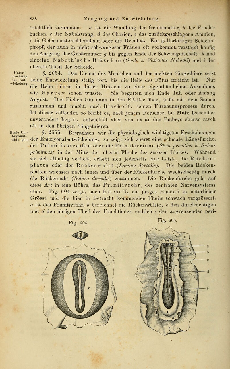 Unter- brechuijo der Eiit- wickeluii£ Erste Em- bryoiial- bildungeu 838 Zeugung und Entwickelung. trächtlich zusammen, a ist die Wandung der Gebärmutter, b der Friiclit- kuctien, c der Nabelstrang, d das Chorion, e das zurückgeschlagene Amnion. / die Gebärmutterschleimhaut oder die Decidua. Ein gallertartiger Schleim- pfropf, der auch in nicht schwangeren Frauen oft vorkommt, verstopft häufig den Ausgang der Gebärmutter g bis gegen Ende der Schwangerschaft, h sind einzelne Naboth'sche Bläschen {Ovula s. Vesiculae Nabothi) und i der oberste Theil der Scheide. §. 2654. Das Eichen des Menschen und der meisten Säugethiere setzt seine Entwickelung stetig fort, bis die Reife des Fötus erreicht ist. Nur die Rehe führen in dieser Hinsicht zu einer eigenthümlichen Ausnahme, wie Harvey schon wusste. Sie begatten sich Ende Juli oder Anfang- August. Das Eichen tritt dann in den Eileifer über, trifft mit dem Samen zusammen und macht, nach Bis c ho ff, seinen Furchungsprocess durch. Ist dieser vollendet, so bleibt es, nach jenem Forscher, bis Mitte December unverändert liegen, entwickelt aber von da an den Embryo ebenso rasch als in den übrigen Saugethieren. §. 2655. Betrachten wir die physiologisch wichtigsten Erscheinungen . der Embryonalentwickelung, so zeigt sich zuerst eine schmale Längsfurche, der Primitivstreifen oder die Primitivrinne {Stria lorimitiva s. Sulcus priinitiviis^ in der Mitte der oberen Fläche des serösen Blattes. Während sie sich allmälig vertieft, erhebt sich jederseits eine Leiste, die Rücken- platte oder der Rückenwulst {Lamina dorsalis). Die beiden Rücken- platten wachsen nach innen und über der Rückenfurche wechselseitig durch die Rückennaht {Sutura dorsalis) zusammen. Die Rückenfurche geht auf diese Art in eine Röhre, das Primitivrohr, des centralen Nervensystems über. Fig. 604 zeigt, nach Bischoff, ein junges Hundeei in natürlicher Grösse und die hier in Betracht kommenden Theile schwach vergrössert. a ist das Primitivrohr, b bezeichnet die Rückenwülste, c den durchsichtigen und d den übrigen Theil des Fruchthofes, endlich e den angrenzenden peri- iie;. 004. *