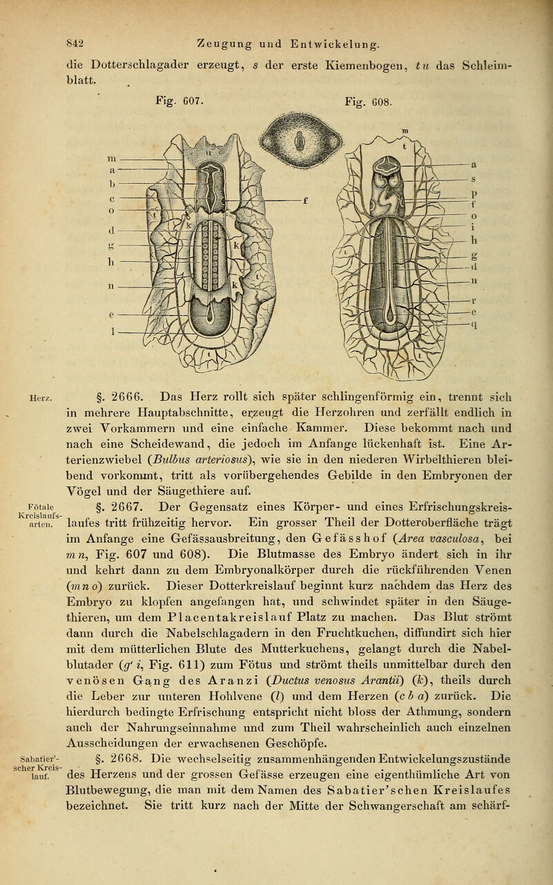 Fötale Kreislaufs arten. die Dotterschlagader erzeugt, s der erste Kiemenbogen, tu das Schleim- blatt. Fig. 607. Fig. 608. .Sabatior'- seher Kreis- lauf. §. 2666. Das Herz rollt sich später schlingenförmig ein, trennt sich in mehrere Hauptabschnitte, erzeugt die Herzohren und zerfällt endlich in zwei Vorkammern und eine einfache Kammer. Diese bekommt nach und nach eine Scheidewand, die jedoch im Anfange lückenhaft ist. Eine Ar- terienzwiebel (^Bulbus arteriosus\ wie sie in den niederen Wirbelthieren blei- bend vorkommt, tritt als vorübergehendes Gebilde in den Embryonen der Vögel und der Säugethiere auf. §. 2667, Der Gegensatz eines Körper- und eines Erfrischungskreis- laufes tritt frühzeitig hervor. Ein grosser Theil der Dotteroberfläche trägt im Anfange eine Gefässausbreitung, den Gefässhof (^Area vasculosa^ bei m n, Fig. 607 und 608). Die Blutmasse des Embryo ändert sich in ihr und kehrt dann zu dem Embryonalkörper durch die rückführenden Venen (jnno) zurück. Dieser Dotterkreislauf beginnt kurz nachdem das Herz des Embryo zu klopfen angefangen hat, und schwindet später in den Säuge- thieren, um dem Placentakreislauf Platz zu machen. Das Blut strömt dann durch die Nabelschlagadern in den Fruchtkuchen, diffundirt sich hier mit dem mütterlichen Blute des Mutterkuchens, gelangt durch die Nabel- blutader (<7'^, Fig. 611) zum Fötus und strömt theils unmittelbar durch den venösen Gang des Aranzi (^Ductus venosus Ärantü) (ä;), theils durch die Leber zur unteren Hohlvene (l) und dem Herzen (c b a) zurück. Die hierdurch bedingte Erfrischung entspricht nicht bloss der Athmung, sondern auch der Nahrungseinnahme und zum Theil wahrscheinlich auch einzelnen Ausscheidungen der erwachsenen Geschöpfe. §. 2668. Die wechselseitig zusammenhängendenEntwickelungszustände des Herzens und der grossen Gef ässe erzeugen eine eigenthümliche Art von Blutbewegung, die man mit dem Namen des Sabatier'schen Kreislaufes bezeichnet. Sie tritt kurz nach der Mitte der Schwangerschaft am schärf-
