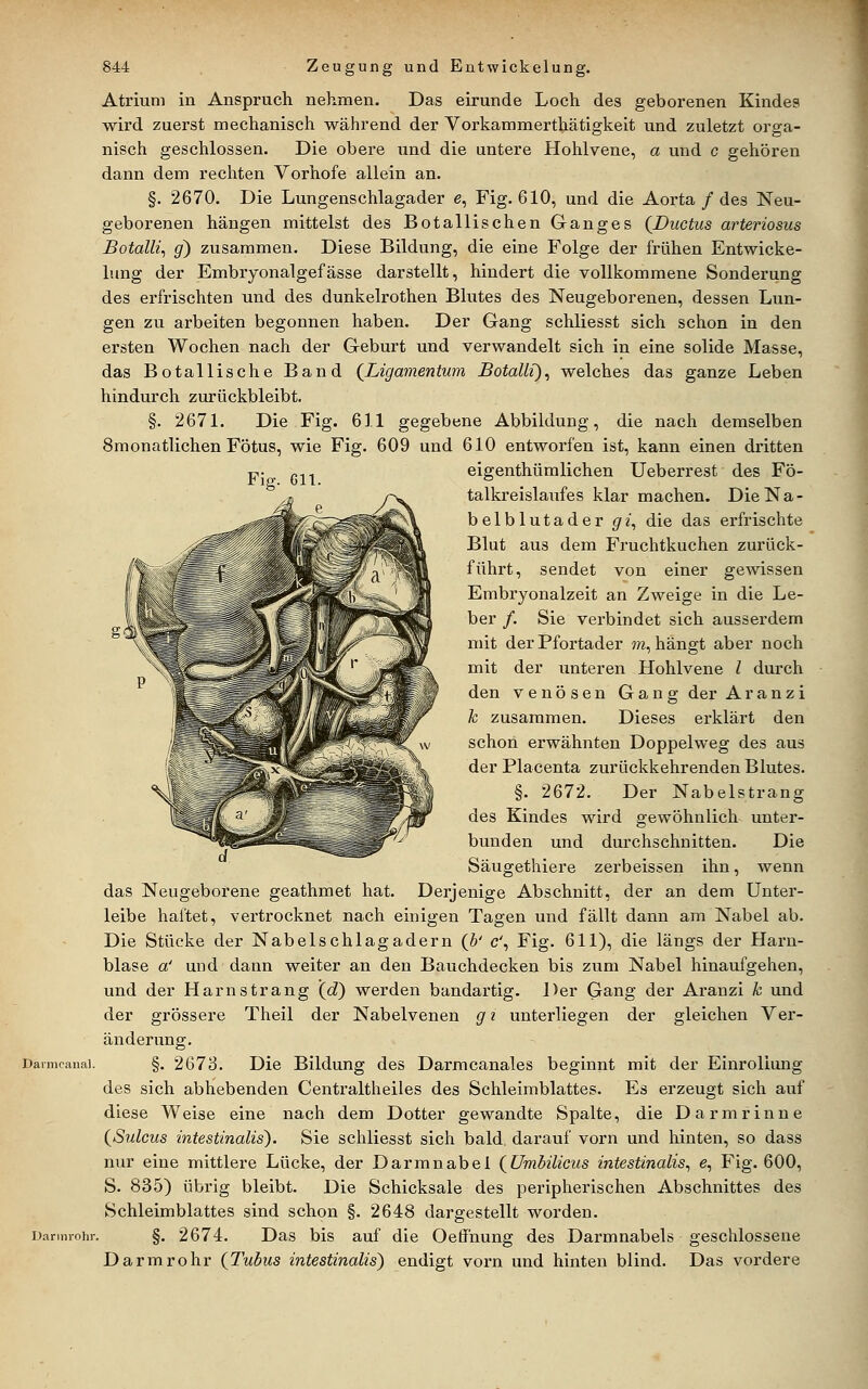 Atrium in Anspruch nehmen. Das eirunde Loch des geborenen Kindes wird zuerst mechanisch während der Vorkammerthätigkeit und zuletzt orga- nisch geschlossen. Die obere und die untere Hohlvene, a und c gehören dann dem rechten Vorhofe allein an. §. 2670. Die Lungenschlagader e, Fig. 610, und die Aorta / des Neu- geborenen hängen mittelst des Botallischen Ganges (Ductus arteriosus Botalli^ g) zusammen. Diese Bildung, die eine Folge der frühen Eutwicke- lung der Embryonalgefässe darstellt, hindert die vollkommene Sonderung des erfrischten und des dunkelrothen Blutes des Neugeborenen, dessen Lun- gen zu arbeiten begonnen haben. Der Gang schliesst sich schon in den ersten Wochen nach der Geburt und verwandelt sich in eine solide Masse, das Botallische Band (Ligamentum Botallt), welches das ganze Leben hindurch zurückbleibt. §. 2671. Die Fig. 611 gegebene Abbildung, die nach demselben 8monatlichen Fötus, wie Fig. 609 und 610 entworfen ist, kann einen dritten eigenthümlichen Ueberrest des Fö- talkreislaufes klar machen. Die Na- belblutader gi, die das erfrischte Blut aus dem Fruchtkuchen zurück- führt, sendet von einer gewissen Embryonalzeit an Zweige in die Le- ber /. Sie verbindet sich ausserdem mit der Pfortader ?n, hangt aber noch mit der unteren Hohlvene l durch den venösen Gang der Aranzi k zusammen. Dieses erklärt den schon erwähnten Doppelweg des aus der Placenta zurückkehrenden Blutes. §. 2672. Der Nabelstrang des Kindes wird gewöhnlich unter- bunden und durchschnitten. Die Säugethiere zerbeissen ihn, wenn das Neugeborene geathmet hat. Derjenige Abschnitt, der an dem Unter- leibe haftet, vertrocknet nach einigen Tagen und fällt dann am Nabel ab. Die Stücke der Nabelschlagadern (b' c\ Fig. 611), die längs der Harn- blase a' und dann weiter an den Bauchdecken bis zum Nabel hinaufgehen, und der Harn sträng (d) werden bandartig. Der Gang der Aranzi k und der grössere Theil der Nabelvenen g i unterliegen der gleichen Ver- änderung. §. 2673. Die Bildung des Darmcanales beginnt mit der Einroliung des sich abhebenden Centraltheiles des Schleimblattes. Es erzeugt sich auf diese Weise eine nach dem Dotter gewandte Spalte, die Darmrinne (Sulcus intestinalis). Sie schliesst sich bald, darauf vorn und hinten, so dass nur eine mittlere Lücke, der Darmnabel (ümbilicus intestinalis, e, Fig. 600, S. 835) übrig bleibt. Die Schicksale des peripherischen Abschnittes des Schleimblattes sind schon §. 2648 dargestellt worden. §. 2674. Das bis auf die Oeffnung des Darmnabels geschlossene Darmrohr {^Tubus intestinalis') endigt vorn und hinten blind. Das vordere