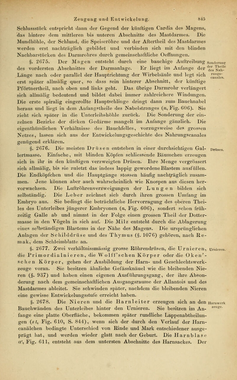 Schlussstück entspricht dann der Gegend der künftigen Cardia des Magens, das hintere dem mittleren bis unteren Abschnitte des Mastdarmes. Die Mundhöhle, der Schlund, die Speiseröhre und der Aftertheil des Mastdarmes werden erst nachträglich gebildet und verbinden sich mit den blinden Nachbarstücken des Darmrohres durch gemeinschaftliche Oefihungen. §. 2G75. Der Magen entsteht durch eine bauchige Auftreibung des vordersten Abschnittes der Darmanlage. Er liegt im Anfange der .Länge nach oder pai'allel der Hauptrichtung der AVirbelsäule und legt sich erst später allroälig quer, so dass sein hinterer Abschnitt, der künftige Pförtnertheil, nach oben und links geht. Das übrige Darmrohr verlängert sich allmälig bedeutend und bildet dabei immer zahlreichere Windvmgen. Die erste spiralig eingerollte Hauptschlinge dringt dann zum Bauchnabel heraus und liegt in dem Anfangstheile des Nabelstranges (?i, Fig. 606). Sie zieht sich später in die Unterleibshöhle zurück. Die Sonderung der ein- zelnen Bezirke der dicken Gedärme mangelt im Anfange gänzlich. Die eigenthümlichen Verhältnisse des Bauchfelles, vorzugsweise des grossen Netzes, lassen sich aus der Entwickelungsgeschichte des Nahrungscanales genügend erklären. §. 2676. Die meisten Drüsen entstehen in einer durchsichtigen Gal- lertmasse. Einfache, mit blinden Köpfen schliessende Bäumchen erzeugen sich in ihr in den künftigen verzweigten Drüsen. Ihre Menge vergrössert sich allmälig, bis sie zuletzt das indess lappig gewordene Blastem ausfüllen. Die Endköpfchen und die Hauptgänge stossen häufig nachträglich zusam- men. Jene können aber auch wahrscheinlich wie Knospen aus diesen her- vorwachsen. Die Luftröhrenverzweigungen der Lungen bilden sich selbständig. Die Leber zeiclinet sich durch ihren grossen Umfang im Embryo aus. Sie bedingt die beträchtliche Hervorragung des oberen Thei- les des Unterleibes jüngerer Embryonen (n, Fig. 606), sondert schon früh- zeitig Galle ab und nimmt in der Folge einen grossen Theil der Dotter- masse in den Vögeln in sich auf. Die Milz entsteht durch die Ablagerung eines selbständigen Blastems in der Nähe des Magens. Die ursprünglichen Anlagen der Schilddrüse und des Thymus (§. 1076) gehören, nach Re- mak, dem Schleimblatte an. §. 2677. Zwei verhältnissmässig grosse Röhrendrüsen, die Urnieren, die Primordialnieren, die W o 1 f f' s c h e n Körper oder die O k e n' - sehen Körper, gehen der Ausbildung der Harn- und Geschlechtswerk- zeuge voran. Sie besitzen ähnliche Gefässknäuel wie die bleibenden Nie- ren (§. 937) und haben einen eigenen Ausführungsgang, der ihre Abson- derung nach dem gemeinschaftlichen Ausgangsraume der Allantois und des Mastdarmes ableitet. Sie schwinden später, nachdem die bleibenden Nieren eine gewisse Entwickelungsstufe erreicht haben. §. 2678. Die Nieren und die Harnleiter erzeugen sich an den Bauchwänden des Unterleibes hinter den Urnieren. Sie besitzen im An- fange eine platte Oberfläche, bekommen später rundliche Lappenabtheilun- gen (s i, Fig. 610, S. 844), wenn sich der durch den Verlauf der Harn- canälchen bedingte Unterschied von Rinde und Mark entschiedener ausge- prägt hat, und werden wieder glatt nach der Geburt. Die Harnblase a', Fig. 611, entsteht aus dem untersten Abschnitte des Harnsackes. Der Soiuleruiiij der Theile des Nali- ruiig-s- canales. Haniwei'k zeuge.