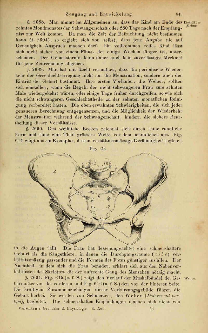 ZcusuiifT vnul iMit wi(jkt'luii. 8in §. 2688. Man nimmt im Allgemeinen an, dass da? Kind am Ende des zehnten Mondmonates der Schwangerschaft oder 280 Tage nach der Empfäng- niss zur Welt kommt. Da man die Zeit der Befruchtung nidit bestimmen kann (§. 2604), so ergiebt sich von selbst, dass jene Angabe nie auf Genauigkeit Anspruch machen dai'f. Ein vollkommen reifes Kind lässt sich nicht sicher von einem Fötus, der einige Wochen jünger ist, unter- scheiden. Der Geburtstermin kann daher auch kein zuverlässiges Merkmal für jene Zeitrechnung abgeben. §. 2689. Man hat mit Recht vernuithet, dass die periodische Wieder- kehr der Geschlechtserregung nicht nur die Menstruation, sondern auch den Eintritt der Geburt bestimmt. Ihre ersten Vorläufer, die Wehen, sollten sich einstellen, wenn die Regeln der nicht schwangeren Frau zum zehnten Male wiedergekehrt wären, oder einige Tage früher durchgreifen, sowie sich die nicht schwangeren Geschlechtstheile zu der zehnten monatlichen Reini- gung vorbereitet hätten. Die oben erwähnten Schwierigkeiten, die sich jeder genaueren Berechnung entgegensetzen, und die Möglichkeit der Wiederkehr der Menstruation während der Schwangerschalt, hindern die sichere Beiu- theilung dieser Verhältnisse. §. 2690. Das weibliche Becken zeichnet sich durch seine rundliclie I-i'orm und seine zum Theil grössere Weite vor dem männlichen aus. Fig. 614 zeigt uns ein Exemplar, dessen verhältnissmässige Geräumigkeit sogleich Fig. Iil4. Eiiid'Htilcr .Gcljurf. in die Augen fällt. Die Frau hat dessenungeachtet eine schmerzhaftere Geburt als die Säugethiere, in denen die Durchgangsräume (x i b c) ver- hältnissmässig passender und die Formen des F'ötus günstiger ausfallen. Der Nachtheil, in dem sich die Frau befindet, erklärt sich aus den Nobenver- hältnissen des Skelettes, die der aufrechte Gang des Menschen nöthig maclit. §. 2691. Fig. 615 (a. f. S.) zeigt den Verlauf der JMuskelbüudel der Ge- bärmutter von der vorderen und Fig. 616 (a. f. S.) den von der hinteren Seite. Die kräftigen Zusammenzielmngen dieser Verkürzungsgebilde führen die Geburt herbei. Sie werden von Schmerzen, den Wehen {Dolores ad par- tum)^ begleitet. Die schmerzhaften Empfindungen nuxchen sich nicht von