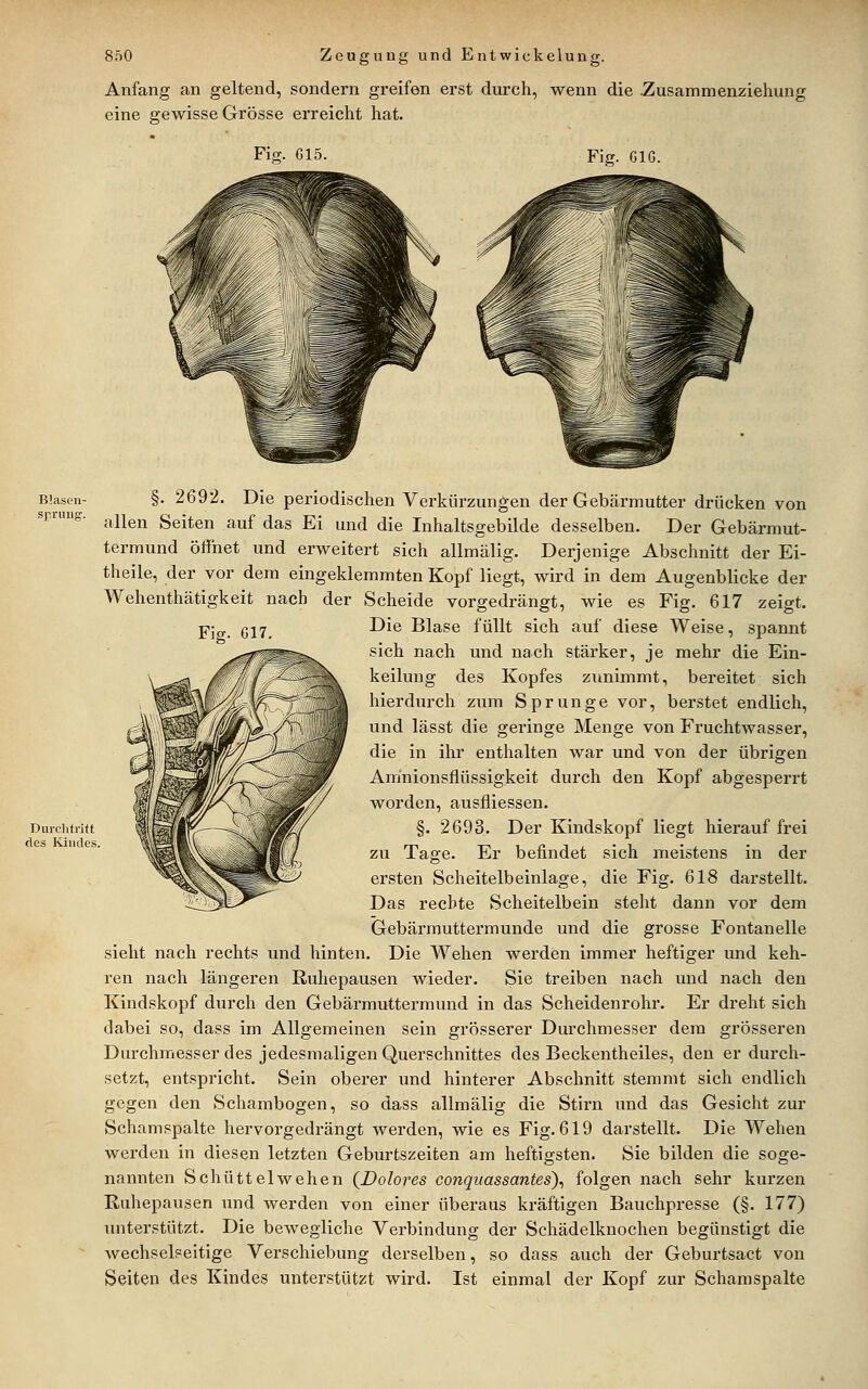 Anfang an geltend, sondern greifen erst durch, wenn die Zusammenziehung eine gewisse Grösse erreicht hat. Fig. Gl5. Fiff. GIG. Blasen- §. 2692. Die periodischen Verkürzungen der Gebäi'mutter drücken von sr.iuug. ,^^g^^ Seiten auf das Ei und die Inhaltsgebilde desselben. Der Gebärmut- termund öffnet und erweitert sich allmälig. Derjenige Abschnitt der Ei- theile, der vor dem eingeklemmten Kopf liegt, wird in dem Augenblicke der Wehenthätigkeit nach der Scheide vorgedrängt, wie es Fig. 617 zeigt. Fig. G17. Diirclitritt des Kindes Die Blase füllt sich auf diese Weise, spannt sich nach und nach stärker, je mehr die Ein- keilung des Kopfes zunimmt, bereitet sich hierdurch zum Sprunge vor, berstet endlich, und lässt die geringe Menge von Fruchtwasser, die in ihr enthalten war und von der übrigen Amnionsflüssigkeit durch den Kopf abgesperrt worden, ausfliessen. §. 2693. Der Kindskopf liegt hierauf frei zu Tage. Er befindet sich meistens in der ersten Scheitelbeinlage, die Fig. 618 darstellt. Das rechte Scheitelbein steht dann vor dem Gebärmuttermunde und die grosse Fontanelle sieht nach rechts und hinten. Die Wehen werden immer heftiger und keh- ren nach längeren Ruhepausen wieder. Sie treiben nach und nach den Kindskopf durch den Gebärmuttermund in das Scheidenrohr. Er dreht sich dabei so, dass im Allgemeinen sein grösserer Durchmesser dem grösseren Durchmesser des jedesmaligen Querschnittes des Beckentheiles, den er durch- setzt, entspricht. Sein oberer und hinterer Abschnitt stemmt sich endlich gegen den Schambogen, so dass allmälig die Stirn und das Gesicht zur Schamspalte hervorgedrängt werden, wie es Fig. 619 darstellt. Die Wehen werden in diesen letzten Geburtszeiten am heftigsten. Sie bilden die soge- nannten Schüttelwehen (Dolores conquassantes)^ folgen nach sehr kurzen Ruhepausen xmd werden von einer überaus kräftigen Bauchpresse (§. 177) unterstützt. Die bewegliche Verbindung der Schädelkuochen begünstigt die wechselseitige Verschiebung derselben, so dass auch der Geburtsact von Seiten des Kindes unterstützt wird. Ist einmal der Kopf zur Scham spalte