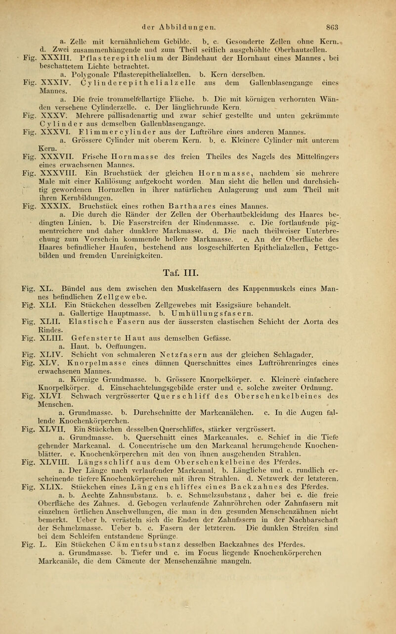 a. Zelle mit kcrnähnlichem Gebilde. b. c. Gesonderte Zellen obnc Kern, d. Zwei zusammenhängende und zum Theil seitlich ausgehöhlte Obcrhautzcllen. Fig. XXXIII. Pflas ter epithel ium der Bindehaut der Hornhaut eines Mannes, bei beschattetem Lichte betrachtet. a. Polygonale PflasterepitheUalzellen. b. Kern derselben. Fig. XXXIV. Cylinderepithelialzelle aus dem Gallenblasengange eines Mannes. a. Die freie trommelfellartigc Fläche, b. Die mit körnigen verhornten Wän- den versehene Cylinderzelle. e. Der länglichrunde Kern. Fig. XXXV. Mehrere pallisadenartig und zwar schief gestellte und unten gekrümmte Cy linder aus demselben Gallenblasengange. Fig. XXXVI. Flimmercylinder aus der Luftröhre eines anderen Mannes. a. Grössere Cylinder mit oberem Kern. b. c. Kleinere Cylinder mit unterem Kern. Fig. XXXVII. Frische Hornmasse des freien Theiles des Nagels des Mittelfingers eines erwachsenen Mannes. Fig. XXXVIII. Ein Bruchstück der gleichen Hornmasse, nachdem ' sie mehrere Male mit einer Kalilösung aufgekocht worden. Man sieht die hellen und durchsich- ;~ tig gewordenen Hornzellen in ihrer natürlichen Anlagerung und zum Theil mit ihren Kernbildungen. Fig. XXXIX. Bruchstück eines rothen Barthaares eines Mannes. a. Die durch die Ränder der Zellen der Oberhautbekleidung des Haares be-, ■ dingten Linien, b. Die Faserstreifen der Rindenmasse, c. Die fortlaufende pig- mentreichere und daher dunklere Markmasse, d. Die nach theilweiser Unterbre- chung zum Vorschein kommende hellere Markmasse. e. An der Oberfläche des Haares befindhcher Haufen, bestehend aus losgeschilferten Epithelialzellen, Fettge- bilden und fremden Unreinigkeiten. Taf. III. Fig. XL. Bündel aus dem zwischen den Muskelfasern des Kappenmuskels eines Man- nes befindhchen Zellgewebe. Fig. XLI. Ein Stückchen desselben Zellgewebes mit Essigsäure behandelt. a. Gallertige Hauptmasse, b. Umhüllungsfas ern. Fig. XLII. Elastische Fasern aus der äussersten elastischen Schicht der Aorta des Rindes. Fig. XLIII. Gefensterte Haut aus demselben Gefässe. a. Haut. b. Oeffnungen. Fig. XLIV. Schicht von schmaleren Netzfasern aus der gleichen Schlagader. Fig. XLV. Knorpelmasse eines dünnen Querschnittes eines Luftröhrenringes eines erwachsenen Mannes. a. Körnige Grundmasse, b. Grössere Knorpelkörper, c. Kleinere einfachere Knorpelkörpcr. d. Einsehachtelungsgebilde erster und e. solche zweiter Ordnung. Fig. XLVI. Schwach vergrösserter Querschliff des Oberschenkelbeines des Menschen. a. Grundmasse, b. Durchschnitte der Markcanälchen. c. In die Augen fal- lende Knochenkörperchen. Fig. XLVII. Ein Stückchen desselben Querschliffes, stärker vergrössert. a. Gi'undmasse. b. Querschnitt eines Markcanales. c. Schief in die Tiefe gehender Markcanal. d. Concentrische um den Markcanal herumgehende Knochen- blätter, e. Knochenkörperchen mit den von ihnen ausgehenden Strahlen. Fig. XLVIII. Längsschliff aus dem Oberschenkelbeine des Pferdes. a. Der Länge nach verlaufender Markcanal. b. Längliche und c. rundlich er- scheinende tiefere Knochenkörperchen mit ihren Strahlen, d. Netzwerk der letzteren. Fig. XLIX. Stückchen eines Längenschliffes eines Backzahnes des Pferdes. a. b. Aechte Zahnsubstanz, b. c. Schmelzsubstanz, daher bei c. die freie Oberfläche des Zahnes, d. Gebogen verlaufende Zahnröhrchen oder Zahnfasern mit einzelnen örtlichen Anschwellungen, die man in den gesunden Menschenzähnen nicht bemei'kt. Ueber b. verästeln sich die Enden der Zahnfasern in der Nachbarschaft der Schmelzmasse. Ueber b. c. Fasern der letzteren. Die dunklen Streifen sind bei dem Schleifen entstandene Sprünge. Fig. L. Ein Stückchen C am entsubstanz desselben Backzahnes des Pferdes. a. Grundmasse, b. Tiefer und c. im Focus liegende Knochenkörperchen Markcanäle, die dem Cämeute der Menschenzähne mangeln.