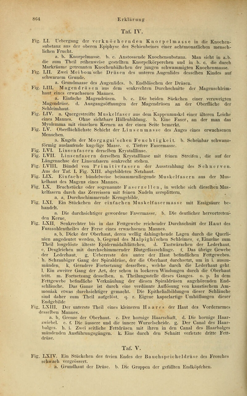 Tat. IV. Fig. LI. Uebergang der verknöchernden K n o r p e 1 m a s s c in die Knochen- substanz aus der oberen Epiphyse des Schienbeines einer achtmonatUchen mensch- Uchen Frucht. a. b. Knorpelmasse, b. c. Anstossende Knochensubstanz. Man sieht in a.b. die zum Theil reihenweise gestellten Knorpelkörperchen und in b. c. die durch Markräume getrennten Knochenbälkchen der jungen schwammigten Knochenmasse. Fig. LH. Zwei Meibom'sche Drüsen des unteren Augenlides desselben Kindes auf schwarzem Grunde. a. Grundmasse des Augenlides, b. Eudbläschen der Drüsen. Fig. LIIL Magendrüsen aus dem senkrechten Durchschnitte der Magenschleim- haut eines erwachsenen Mannes. a. Einfache Magendrüsen. b. c. Die beiden Säckchen einer verzweigten Magendrüse, d. Ausgangsöffnungen der Magendrüsen an der Oberfläche der Schleimhaut. Fig. LIV. a. Quergestreifte Muskelfaser aus dem Kappenmuskel einer älteren Leiche eines Mannes. Ohne sichtbare Hüllenbildung, b. Eine Faser, an der man das Myolemma mit einzelnen Kei-nen an der einen Seite bemerkt. Fig. LV. Oberflächlichste Schicht der L i n s e n m a s s e des Auges eines erwachsenen Menschen. a. Kugeln der Morgagni'sehen Feuchtigkeit, b. Scheinbar schwanz- förmig auslaufende kugelige Masse, c. Tiefere Fasermasse. Fig. LVL Linsenfasern derselben Krystalllinse. Fig. LVH. Linsenfasern derselben Krystalllinse mit feineu Streifen, die auf der Längenachse der Linsenfasern senkrecht stehen. Fig. LVIH. Bündel von P r i m i t i v f a s e r n der Ausstrahlung des Sehnerven. Aus der Taf. I. Fig. XHI. abgebildeten Netzhaut. Fig. LIX. Einfache bündelweise beisammenliegende Muskelfasern aus der Mus- kelhaut des Magens eines Mannes. Fig. LX. Bruchstücke oder sogenannte Faserz eilen, in welche sich dieselben Mus- kelfasern durch das Zerreissen mit feinen Nadeln zersplittern, a. a. Durchschimmernde Kerngebilde. Fig. LXI. Ein Stückchen der einfachen Muskelfasermasse mit Essigsäure be- handelt. a. Die durchsichtiger gewordene Fasermasse, b. Die deutlicher hervortreten- den Kerne. Fig. LXH. Senkrechter bis in das Fettgewebe reichender Durchschnitt der Haut des Fusssohlentheiles der Ferse eines erwachsenen Mannes. a. b. Dicke der Oberhaut, deren wellig dahingehende Lagen durch die Querli- nien angedeutet werden, b. Gegend des Malpighi'schcn Schleimes, c. Einzelne zum Theil losgelöste älteste Epidermidalblättchen. d. Tastwärzchen der Lederhaut, e. Desgleichen mit durchschimmernder BlutgefässschUnge. f. Das übrige Gewebe der Lederhaut. g. Ueberreste des unter der Haut befindhchen Fettgewebes, h. Schraubiger Gang der Spiraldrüse, der die Oberhaut durchsetzt, um in i. auszu- münden, k. Geradere Fortsetzung desselben, welche durch die Lederhaut geht 1. Ein zweiter Gang der Art, der schon in lockereu Windungen durch die Oberhaut tritt, m. Fortsetzung desselben, n. Theilungsstelle dieses Ganges, o. p. In dem Fettgewebe befindliche Verknäulung der diesen Spiraldrüsen angehörenden End- schläuche. Das Ganze ist durch eine verdünnte Auflösung von kaustischem Am- moniak etwas durchsichtiger gemacht. Die Epithelialbilduugen dieser Schläuche sind daher zum Theil aufgelöst, q. r. Eigene kapselartige Umhüllungen dieser Endgebilde Fig. LXIII. Der unterste Theil eines kleineren Haares der Haut des Vorderarmes desselben Mannes. a. b. Grenze der Oberhaut, c. Der hornige Haarschaft, d. Die hornige Haar- zwiebel, e. f. Die äussere und die innere Wurzelscheide, g. Der Canal des Haar- balgcs. h. i. Zwei seitliche Fettdrüsen mit ihren in den Canal des Haarbalges mündenden Ausführungsgängen, k. Eine durch den Schnitt verletzte dritte Fett- drüse. Taf. V. Fig. LXIV. Ein Stückchen des freien Endes der Bauchspeicheldrüse des Frosches schwach vergrössert. a. Grundhaut der Drüse, b. Die Gruppen der gefüllten Endköpfchcu.