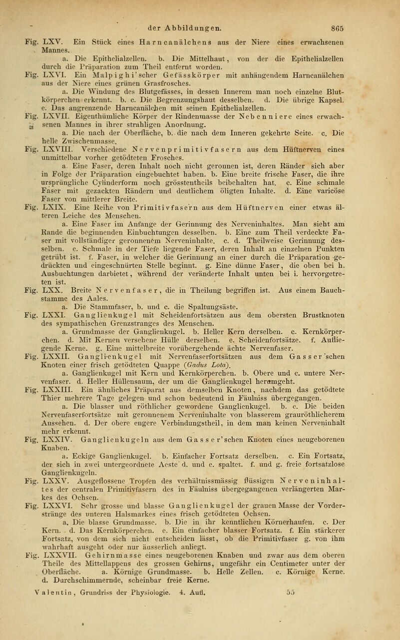 Fig. LXV. Ein Stück eines Harn canälchens aus der Niere eines erwachsenen . Mannes. a. Die Epithelialzellen. b. Die Mittelhaut, von der die Epithelialzellen durch die Präparation zum Theil entfernt worden. Fig. LXVI. Ein Malp i gh i'scher Gefässkörper mit anhängendem Harncanälchen aus der Niere eines grünen Grasfrosches. a. Die Windung des Blutgefässes, in dessen Innei'em man noch einzelne Blut- körperchen erkennt, b. c. Die Begrenzungshaut desselben. d. Die übrige Kapsel, e. Das angrenzende Harncanälchen mit seinen Epithehalzellcn. Fig. LXVn. Eigenthümhche Körper der Rindenraasse der Nebenniere eines erwach- ^' senen Mannes in ihrer strahligen Anordnung. a. Die nach der Oberfläche, b. die nach dem Inneren gekehrte Seite, c. Die helle Zwischenmasse. Fig. LXVni. Verschiedene Nervenprimitivfasern aus dem Hüftnerven eines unmittelbar vorher getödteten Frosches. a. Eine Faser, deren Inhalt noch nicht geronnen ist, deren Ränder sich aber in Folge der Präparation eingebuchtet haben, b. Eine breite frische Faser, die ihre ursprüngliche Cyliuderform noch grösstentheils beibehalten hat. c. Eine schmale Faser mit gezackten Rändern und deutlichem öligten Inhalte, d. Eine varicöse Faser von mittlerer Breite. Fig. LXIX. Eine Reihe von Primitivfase'rn aus dem Hüftnerven einer etwas äl- teren Leiche des Menschen. a. Eine Faser im Anfange der Gerinnung des Nerveninhaltes. Man sieht am Rande die beginnenden Einbuchtungen desselben, b. Eine zum Theil verdeckte Fa- ser mit vollständiger geronnenem Nerveninhalte, c. d. Theilweise Gerinnung des- selben, e. Schmale in der Tiefe liegende Faser, deren Inhalt an einzelnen Punkten getrübt ist. f. Faser, in welcher die Gerinnung an einer durch die Präparation ge- drückten und eingeschnürten Stelle beginnt, g. Eine dünne Faser, die oben bei h. Ausbuchtungen darbietet, während der veränderte Inhalt unten bei i. hervorgetre- ten ist. Fig. LXX. Breite Nervenfaser, die in Theilung begriffen ist. Aus einem Bauch- stamme des Aales. a. Die Stammfaser, b. und c. die Spaltungsäste. Fig. LXXI. Ganglienkugel mit Scheidenfortsätzen aus dem obersten Brustknoten des sympathischen Grenzstranges des Menschen. a. Grundmasse der Ganghenkugel. b. Heller Kern derselben, c. Kernkörper- chen. d. Mit Kernen versehene Hülle derselben, e. Scheidenfortsätze, f. Aullie- gende Kerne, g. Eine mittelbreite vorübergehende ächte Nervenfaser. Fig. LXXII. Gaugli-enkugel mit Nervenfaserfprtsätzen aus dem Gas s er'sehen Knoten einer frisch getödteten Quappe (Gadus Lota), a. Ganglienkugel mit Kern und Kernkörperchen. b. Obere und c. untere Ner- venfaser, d. Heller Hüllensaum, der um die Ganglienkugel herumgeht. Fig. LXXIII. Ein ähnliches Präparat aus demselben Knoten, nachdem das getödtete Thier mehrere Tage gelegen und schon bedeutend in Fäulniss übergegangen. a. Die blasser und röthlicher gewordene Ganglienkugel. b. c. Die beiden Nervenfaserfortsätze mit geronnenem Nerveninhalte von blasserem grauröthlicherem Aussehen, d. Der obere engere Verbindungstheil, in dem man keinen Nerveninhalt mehr erkennt. Fig. LXXIV. Ganglienkugeln aus dem Gasser'schen Knoten eines neugeborenen Knaben. a. Eckige Ganglienkugel, b. Einfacher Fortsatz derselben, c. Ein Fortsatz, der sich in zwei untergeordnete Aeste' d. und e. spaltet, f. und g. freie fortsatzlose Ganglienkugeln. Fig. LXXV. Ausgeflossene Tropfen des verhältnissmässig flüssigen Nerveninhal- tes der centralen Primitivfasern des in Fäulniss übergegangenen verlängerten Mar- kes des Ochsen. Fig. LXXVI. Sehr grosse und blasse Ganglienkugel der grauen Masse der Vorder- stränge des unteren Halsmarkes eines frisch getödteten Ochsen. a. Die blasse Grundmasse, b. Die in ihr kenntlichen Köruerhaufen. c. Der Kern. d. Das Kernkörperchen. e. Ein einfacher blasser Fortsatz, f. Ein stärkerer Fortsatz, von dem sich nicht entscheiden lässt, ob die Primitivfaser g. von ihm wahrhaft ausgeht oder nur äusserhch anliegt. Fig. LXXVII. Gehirnmasse eines neugeborenen Knaben und zwar aus dem oberen Theile des Mittellappens des grossen Gehirns, ungefähr ein Centimeter unter der Oberfläche. a. Körnige Grundmasse. b. Helle Zellen. c. Körnige Kerne, d. Darchschimmernde, scheinbar freie Kerne. Valentin, Grundriss der Physiologie. 4. Autl. 5j