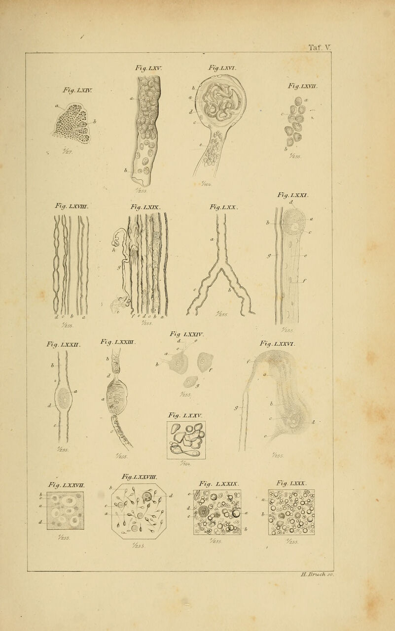 Taf. V: Fin.LXV. Fig.LXVI. Fi</.Lxiv: i^t-;^=ivi^ * Fiff. LXVJU. Fiff.ijcvn. Fiif.LXXH. ^ss. Fiy. LXX7U.  - ' % *-■' •■■»*: Fiff. LXXTX. Fig. T.XXX. >ä^i. ^^< Vzss.