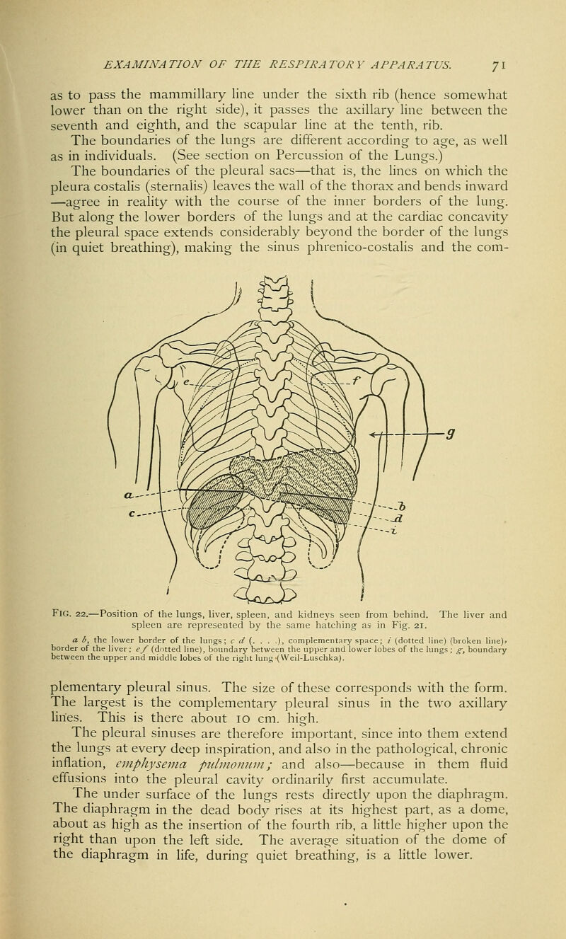 as to pass the mammillary line under the sixth rib (hence somewhat lower than on the right side), it passes the axillary line between the seventh and eighth, and the scapular line at the tenth, rib. The boundaries of the lungs are different according to age, as well as in individuals. (See section on Percussion of the Lungs.) The boundaries of the pleural sacs—that is, the lines on which the pleura costalis (sternalis) leaves the wall of the thorax and bends inward —agree in reality with the course of the inner borders of the lung. But along the lower borders of the lungs and at the cardiac concavity the pleural space extends considerably beyond the border of the lungs (in quiet breathing), making the sinus phrenico-costaHs and the com- FlG. 22.—Position of the lungs, liver, spleen, and kidneys seen from behind. The liver and spleen are represented by the same hatching as in Fig. 21. a b, the lower border of the lungs; c d {. . . .), complementary space; i (dotted line) (broken line)> border of the liver ; e/ (dotted line), boundary between the upper and lower lobes of the lungs; g-, boundary between the upper and middle lobes of the right lung'(Weil-Luschka). plementary pleural sinus. The size of these corresponds with the form. The largest is the complementary pleural sinus in the two axillary lines. This is there about 10 cm. high. The pleural sinuses are therefore important, since into them extend the lungs at every deep inspiration, and also in the pathological, chronic inflation, emphysema pulmomiin; and also—because in them fluid effusions into the pleural cavity ordinarily first accumulate. The under surface of the lungs rests directly upon the diaphragm. The diaphragm in the dead body rises at its highest part, as a dome, about as high as the insertion of the fourth rib, a little higher upon the right than upon the left side. The average situation of the dome of the diaphragm in life, during quiet breathing, is a little lower.