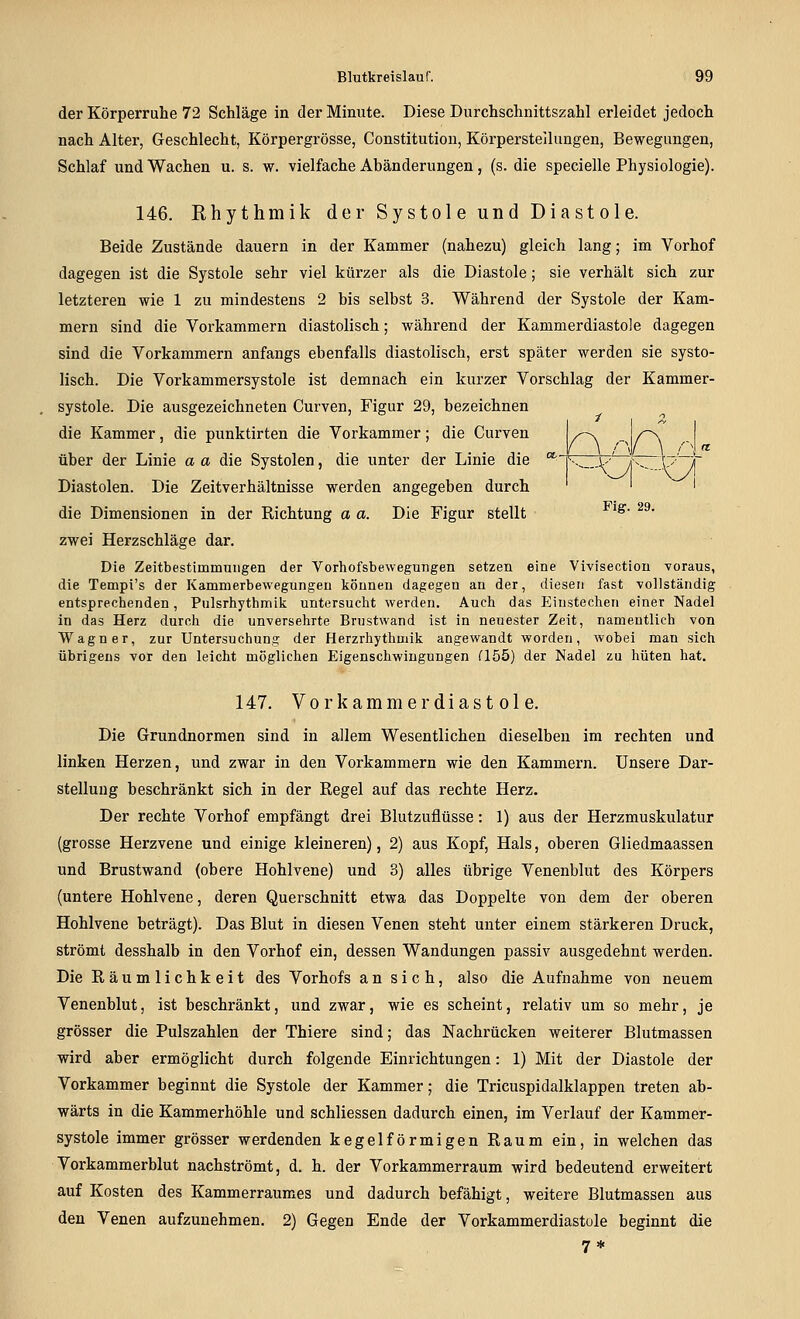 der Körperruhe 72 Schläge in der Minute. Diese Durchschnittszahl erleidet jedoch nach Alter, Geschlecht, Körpergrösse, Constitution, Körpersteilungen, Bewegungen, Schlaf und Wachen u. s. w. vielfache Abänderungen, (s. die specielle Physiologie). 146. Rhythmik der Systole und Diastole. Beide Zustände dauern in der Kammer (nahezu) gleich lang; im Vorhof dagegen ist die Systole sehr viel kürzer als die Diastole; sie verhält sich zur letzteren wie 1 zu mindestens 2 bis selbst 3. Während der Systole der Kam- mern sind die Vorkammern diastolisch; während der Kammerdiastole dagegen sind die Vorkammern anfangs ebenfalls diastolisch, erst später werden sie systo- lisch. Die Vorkammersystole ist demnach ein kurzer Vorschlag der Kammer- systole. Die ausgezeichneten Curven, Figur 29, bezeichnen ^ die Kammer, die punktirten die Vorkammer; die Curven über der Linie a a die Systolen, die unter der Linie die Diastolen. Die Zeitverhältnisse werden angegeben durch die Dimensionen in der Richtung a a. Die Figur stellt '^ ^^' zwei Herzschläge dar. Die Zeitbestimmungen der Vorhofsbewegungen setzen eine Vivisection voraus, die Tempi's der Kammerbewegungen können dagegen an der, diesen fast vollständig entsprechenden, Pulsrhythmik untersucht werden. Auch das Einstechen einer Nadel in das Herz durch die unversehrte Brustwand ist in neuester Zeit, namentlich von Wagner, zur Untersuchung der Herzrhythuiik angewandt worden, wobei man sich übrigens vor den leicht möglichen Eigenschwingungen Q55) der Nadel zu hüten hat. 147. Vorkammer diastole. Die Grundnormen sind in allem Wesentlichen dieselben im rechten und linken Herzen, und zwar in den Vorkammern wie den Kammern. Unsere Dar- stellung beschränkt sich in der Regel auf das rechte Herz. Der rechte Vorhof empfängt drei Blutzuflüsse: 1) aus der Herzmuskulatur (grosse Herzvene und einige kleineren), 2) aus Kopf, Hals, oberen Gliedmaassen und Brustwand (obere Hohlvene) und 3) alles übrige Venenblut des Körpers (untere Hohlvene, deren Querschnitt etwa das Doppelte von dem der oberen Hohlvene beträgt). Das Blut in diesen Venen steht unter einem stärkeren Druck, strömt desshalb in den Vorhof ein, dessen Wandungen passiv ausgedehnt werden. Die Räumlichkeit des Vorhofs an sich, also die Aufnahme von neuem Venenblut, ist beschränkt, und zwar, wie es scheint, relativ um so mehr, je grösser die Pulszahlen der Thiere sind; das Nachrücken weiterer Blutmassen wird aber ermöglicht durch folgende Einrichtungen: 1) Mit der Diastole der Vorkammer beginnt die Systole der Kammer; die Tricuspidalklappen treten ab- wärts in die Kammerhöhle und schliessen dadurch einen, im Verlauf der Kammer- systole immer grösser werdenden kegelförmigen Raum ein, in welchen das Vorkammerblut nachströmt, d. h. der Vorkammerraum wird bedeutend erweitert auf Kosten des Kammerraumes und dadurch befähigt, weitere Blutmassen aus den Venen aufzunehmen. 2) Gegen Ende der Vorkammerdiastole beginnt die 7*