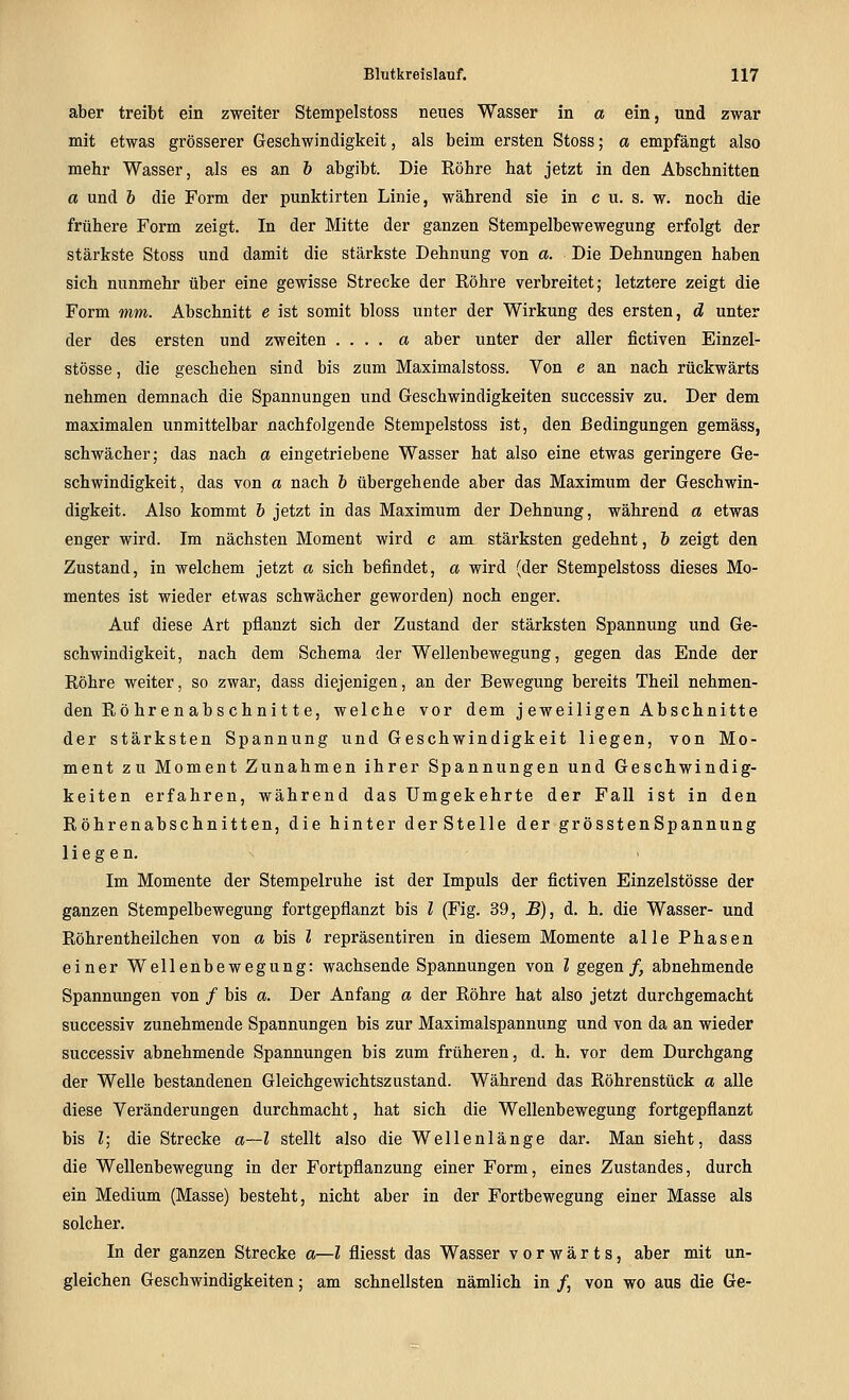 aber treibt ein zweiter Stempelstoss neues Wasser in a ein, und zwar mit etwas grösserer Geschwindigkeit, als beim ersten Stoss; a empfängt also mehr Wasser, als es an h abgibt. Die Eöhre hat jetzt in den Abschnitten a und & die Form der punktirten Linie, während sie in c u. s. w. noch die frühere Form zeigt. In der Mitte der ganzen Stempelbewewegung erfolgt der stärkste Stoss und damit die stärkste Dehnung von a. Die Dehnungen haben sich nunmehr über eine gewisse Strecke der Röhre verbreitet; letztere zeigt die Form mm. Abschnitt e ist somit bloss unter der Wirkung des ersten, d unter der des ersten und zweiten . . . . a aber unter der aller fictiven Einzel- stösse, die geschehen sind bis zum Maximalstoss. Von e an nach rückwärts nehmen demnach die Spannungen und Geschwindigkeiten successiv zu. Der dem maximalen unmittelbar nachfolgende Stempelstoss ist, den Bedingungen gemäss, schwächer; das nach a eingetriebene Wasser hat also eine etwas geringere Ge- schwindigkeit, das von a nach h übergehende aber das Maximum der Geschwin- digkeit. Also kommt h jetzt in das Maximum der Dehnung, während a etwas enger wird. Im nächsten Moment wird c am stärksten gedehnt, & zeigt den Zustand, in welchem jetzt a sich befindet, a wird (der Stempelstoss dieses Mo- mentes ist wieder etwas schwächer geworden) noch enger. Auf diese Art pflanzt sich der Zustand der stärksten Spannung und Ge- schwindigkeit, nach dem Schema der Wellenbewegung, gegen das Ende der Röhre weiter, so zwar, dass diejenigen, an der Bewegung bereits Theil nehmen- den Rö hren abs chnit te, welche vor dem j eweiligen Abschnitte der stärksten Spannung und Geschwindigkeit liegen, von Mo- ment zu Moment Zunahmen ihrer Spannungen und Geschwindig- keiten erfahren, während das Umgekehrte der Fall ist in den Röhrenabschnitten, die hinter derStelle der grösstenSpannung liegen. Im Momente der Stempelruhe ist der Impuls der fictiven Einzelstösse der ganzen Stempelbewegung fortgepflanzt bis l (Fig. 39, B)^ d. h. die Wasser- und Röhrentheilchen von a bis l repräsentiren in diesem Momente alle Phasen einer Wellenbewegung: wachsende Spannungen von l gegen/, abnehmende Spannungen von / bis a. Der Anfang a der Röhre hat also jetzt durchgemacht successiv zunehmende Spannungen bis zur Maximalspannung und von da an wieder successiv abnehmende Spannungen bis zum früheren, d. h. vor dem Durchgang der Welle bestandenen Gleichgewichtszustand. Während das Röhrenstück a alle diese Veränderungen durchmacht, hat sich die Wellenbewegung fortgepflanzt bis l] die Strecke a—l stellt also die Wellenlänge dar. Man sieht, dass die Wellenbewegung in der Fortpflanzung einer Form, eines Zustandes, durch ein Medium (Masse) besteht, nicht aber in der Fortbewegung einer Masse als solcher. In der ganzen Strecke a—Z fliesst das Wasser vorwärts, aber mit un- gleichen Geschwindigkeiten; am schnellsten nämlich in /, von wo aus die Ge-