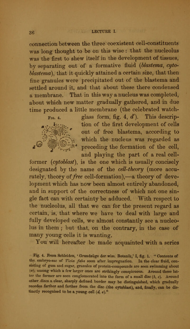 4° * connection between the three coexistent cell-constituents was long thought to be on this wise : that the nucleolus was the first to shew itself in the development of tissues, by separating out of a formative fluid {blastema, cyto- blastema), that it quickly attained a certain size, that then fine granules were precipitated out of the blastema and settled around it, and that about these there condensed a membrane. That in this way a nucleus was completed, about which new matter gradually gathered, and in due time produced a little membrane (the celebrated watch- tion of the first development of cells out of free blastema, according to which the nucleus was regarded as preceding the formation of the cell, and playing the part of a real cell- former {cytoblasi), is the one which is usually concisely designated by the name of the cell-theory (more accu- rately, theory of free cell-formation),—a theory of deve- lopment which has now been almost entirely abandoned, and in support of the correctness of which not one sin- gle fact can with certainty be adduced. With respect to the nucleolus, all that we can for the present regard as certain, is, that where we have to deal with large and fully developed cells, we almost constantly see a nucleo- lus in them ; but that, on the contrary, in the case of many young cells it is wanting. You will hereafter be made acquainted with a series Fig. 4. From Schleiden, ' Grundziige der wiss. Botanik,' I, fig. 1.  Contents of the embryo-sac of Vicia faba soon after impregnation. In the clear fluid, con- sisting of gum and sugar, granules of protein-compounds are seen swimming about (a), among which a few larger ones are strikingly conspicuous. Around these lat- ter the former are seen conglomerated into the form of a small disc (6, c). Around other discs a clear, sharply defined border may be distinguished, which gradually recedes farther and farther from the disc (the cytoblast), and, finally, can be dis- tinctly recognised to be a young cell (ef, «).