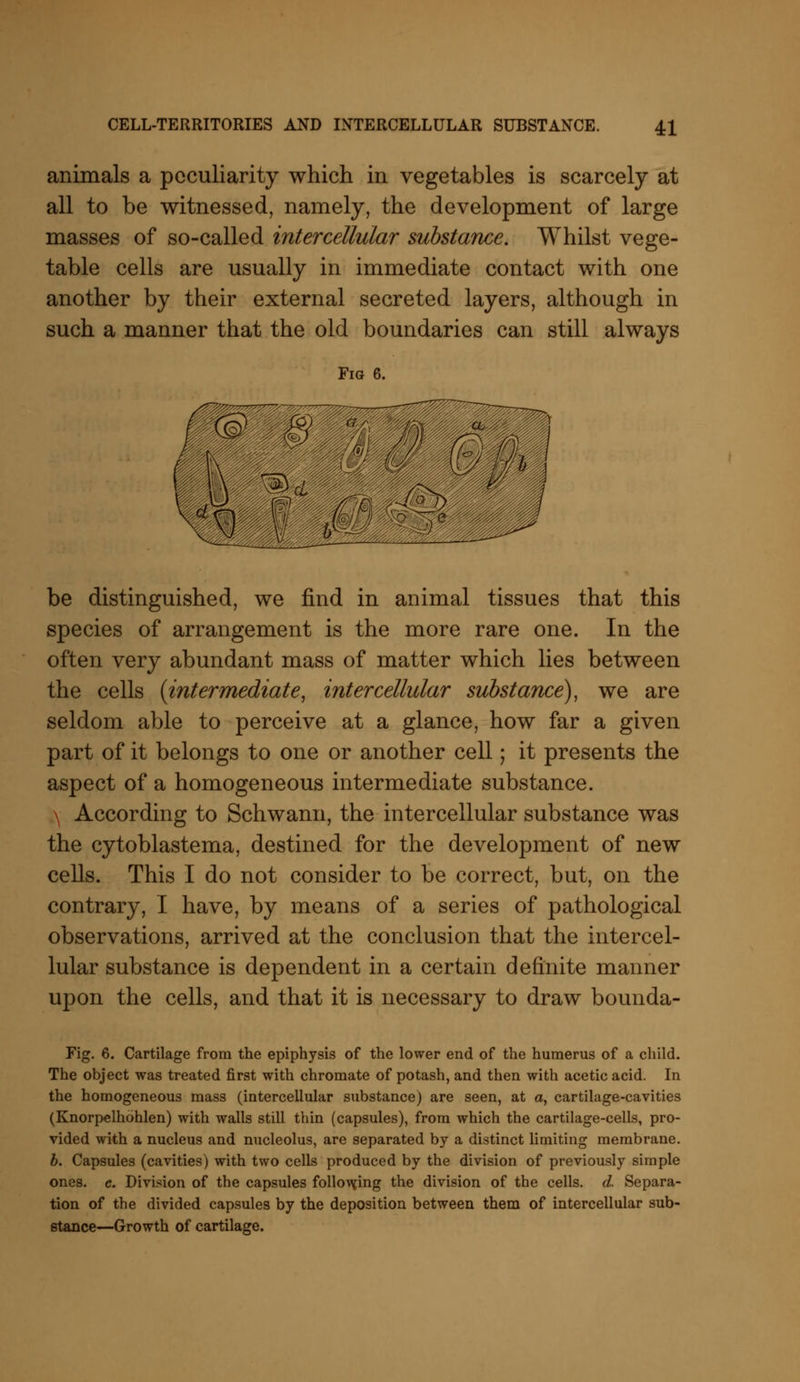 animals a peculiarity which in vegetables is scarcely at all to be witnessed, namely, the development of large masses of so-called intercellular substance. Whilst vege- table cells are usually in immediate contact with one another by their external secreted layers, although in such a manner that the old boundaries can still always Fig 6. (ij 15 rl llltl be distinguished, we find in animal tissues that this species of arrangement is the more rare one. In the often very abundant mass of matter which lies between the cells {intermediate, intercellular substance), we are seldom able to perceive at a glance, how far a given part of it belongs to one or another cell; it presents the aspect of a homogeneous intermediate substance. \ According to Schwann, the intercellular substance was the cytoblastema, destined for the development of new cells. This I do not consider to be correct, but, on the contrary, I have, by means of a series of pathological observations, arrived at the conclusion that the intercel- lular substance is dependent in a certain definite manner upon the cells, and that it is necessary to draw bounda- Fig. 6. Cartilage from the epiphysis of the lower end of the humerus of a child. The object was treated first with chromate of potash, and then with acetic acid. In the homogeneous mass (intercellular substance) are seen, at a, cartilage-cavities (Knorpelhohlen) with walls still thin (capsules), from which the cartilage-cells, pro- vided with a nucleus and nucleolus, are separated by a distinct limiting membrane. b. Capsules (cavities) with two cells produced by the division of previously simple ones. e. Division of the capsules following the division of the cells, d. Separa- tion of the divided capsules by the deposition between them of intercellular sub- stance—Growth of cartilage.