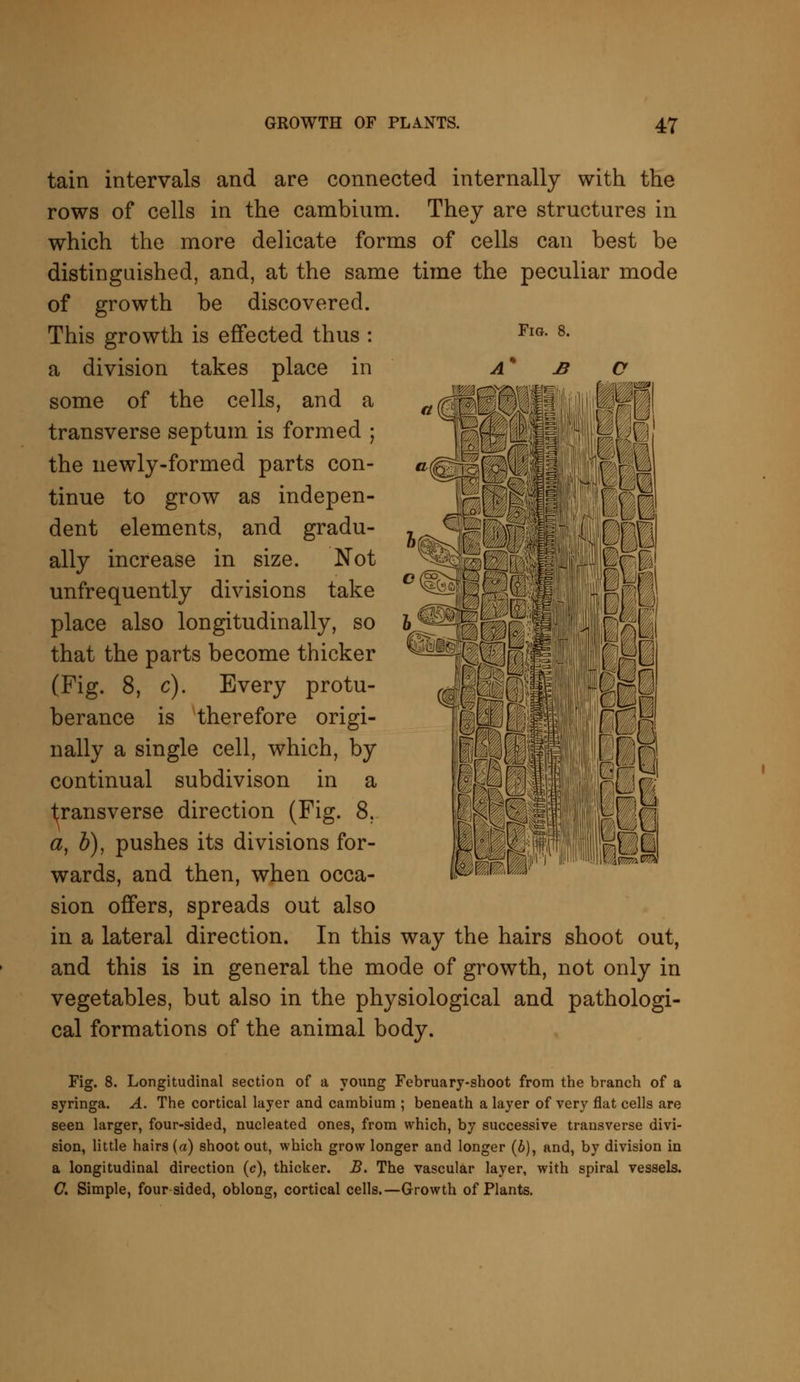 Fig. 8. tain intervals and are connected internally with the rows of cells in the cambium. They are structures in which the more delicate forms of cells can best be distinguished, and, at the same time the peculiar mode of growth be discovered. This growth is effected thus : a division takes place in some of the cells, and a transverse septum, is formed ; the newly-formed parts con- tinue to grow as indepen- dent elements, and gradu- ally increase in size. Not unfrequently divisions take place also longitudinally, so that the parts become thicker (Fig. 8, c). Every protu- berance is therefore origi- nally a single cell, which, by continual subdivison in a transverse direction (Fig. 8. a, b), pushes its divisions for- wards, and then, when occa- sion offers, spreads out also in a lateral direction. In this way the hairs shoot out, and this is in general the mode of growth, not only in vegetables, but also in the physiological and pathologi- cal formations of the animal body. Fig. 8. Longitudinal section of a young February-shoot from the branch of a syringa. A. The cortical layer and cambium ; beneath a layer of very flat cells are seen larger, four-sided, nucleated ones, from which, by successive transverse divi- sion, little hairs (a) shoot out, which grow longer and longer (6), and, by division in a longitudinal direction (c), thicker. B. The vascular layer, with spiral vessels. C. Simple, four sided, oblong, cortical cells.—Growth of Plants.