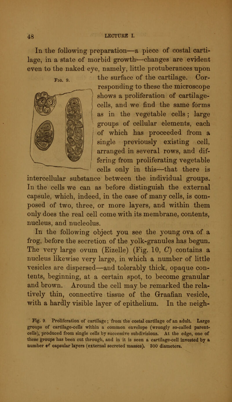 In the following preparation—a piece of costal carti- lage, in a state of morbid growth—changes are evident even to the naked eye, namely, little protuberances upon FlG 9 the surface of the cartilage. Cor- responding to these the microscope shows a proliferation of cartilage- cells, and we find the same forms as in the vegetable cells; large groups of cellular elements, each of which has proceeded from a single previously existing cell, arranged in several rows, and dif- fering from proliferating vegetable cells only in this—that there is intercellular substance between the individual groups. In the cells we can as before distinguish the external capsule, which, indeed, in the case of many cells, is com- posed of two, three, or more layers, and within them only does the real cell come with its membrane, contents, nucleus, and nucleolus. In the following object you see the young ova of a frog, before the secretion of the yolk-granules has begun. The very large ovum (Eizelle) (Fig. 10, C) contains a nucleus likewise very large, in which a number of little vesicles are dispersed—and tolerably thick, opaque con- tents, beginning, at a certain spot, to become granular and brown. Around the cell may be remarked the rela- tively thin, connective tissue of the Graafian vesicle, with a hardly visible layer of epithelium. In the neigh- rig. 9. Proliferation of cartilage ; from the costal cartilage of an adult. Large groups of cartilage-cells within a common envelope (wrongly so-called parent- cells), produced from single cells by successive subdivisions. At the edge, one of these groups has been cut through, and in it is seen a cartilage-cell invested by a number of capsular layers (external secreted masses). 300 diameters.