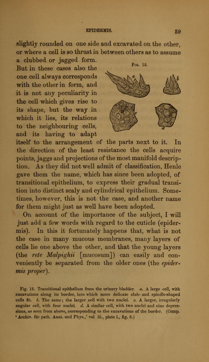 EPIDERMIS. slightly rounded on one side and excavated on the other, or where a cell is so thrust in between others as to assume a clubbed or jagged form. But in these cases also the one cell always corresponds with the other in form, and it is not any peculiarity in the cell which gives rise to its shape, but the way in which it lies, its relations to the neighbouring cells, and its having to adapt itself to the arrangement of the parts next to it. In the direction of the least resistance the cells acquire points, jaggs and projections of the most manifold descrip- tion. As they did not well admit of classification, Henle gave them the name, which has since been adopted, of transitional epithelium, to express their gradual transi- tion into distinct scaly and cylindrical epithelium. Some- times, however, this is not the case, and another name for them might just as well have been adopted. ^ On account of the importance of the subject, I will just add a few words with regard to the cuticle (epider- mis). In this it fortunately happens that, what is not the case in many mucous membranes, many layers of cells lie one above the other, and that the young layers (the rete Malpighii [mucosum]) can easily and con- veniently be separated from the older ones (the epider- mis proper). Fig. 15. Transitional epithelium from the urinary bladder, a. A large cell, with excavations along its border, into which more delicate club- and spindle-shaped cells fit. b. The same; the larger cell with two nuclei, c. A larger, irregularly angular cell, with four nuclei, d. A similar cell, with two nuclei and nine depres- sions, as seen from above, corresponding to the excavations of the border. (Comp. * Archiv. fur path. Anat. und Phys.,' vol iii., plate i., fig. 8.)