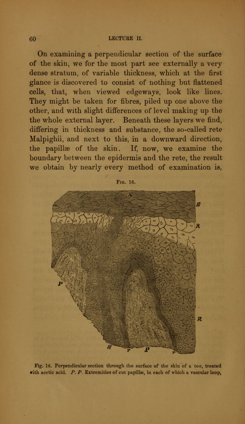 On examining a perpendicular section of the surface of the skin, we for the most part see externally a very dense stratum, of variable thickness, which at the first glance is discovered to consist of nothing but flattened cells, that, when viewed edgeways, look like lines. They might be taken for fibres, piled up one above the other, and with slight differences of level making up the the whole external layer. Beneath these layers we find, differing in thickness and substance, the so-called rete Malpighii, and next to this, in a downward direction, the papillae of the skin. If, now, we examine the boundary between the epidermis and the rete, the result we obtain by nearly every method of examination is, Fig. 16. Fig. 16. Perpendicular section through the surface of the skin of a toe, treated irith acetic acid. P. P. Extremities of cut papillae, in each of which a vascular loop,