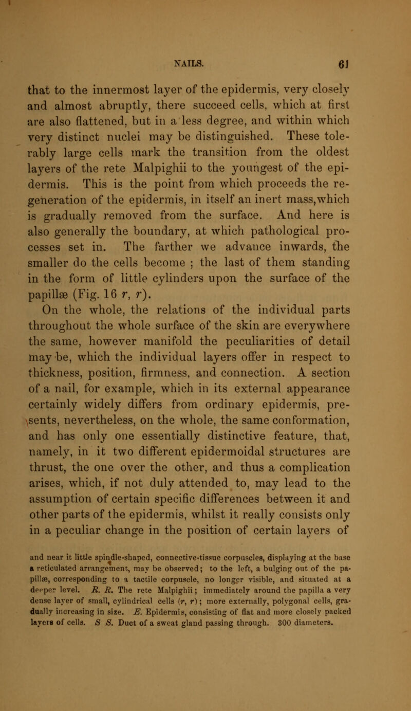 that to the innermost layer of the epidermis, very closely and almost abruptly, there succeed cells, which at first are also flattened, but in a less degree, and within which very distinct nuclei may be distinguished. These tole- rably large cells mark the transition from the oldest layers of the rete Malpighii to the youngest of the epi- dermis. This is the point from which proceeds the re- generation of the epidermis, in itself an inert mass,which is gradually removed from the surface. And here is also generally the boundary, at which pathological pro- cesses set in. The farther we advance inwards, the smaller do the cells become ; the last of them standing in the form of little cylinders upon the surface of the papillae (Fig. 16 r, r). On the whole, the relations of the individual parts throughout the whole surface of the skin are everywhere the same, however manifold the peculiarities of detail may be, which the individual layers offer in respect to thickness, position, firmness, and connection. A section of a nail, for example, which in its external appearance certainly widely differs from ordinary epidermis, pre- sents, nevertheless, on the whole, the same conformation, and has only one essentially distinctive feature, that, namely, in it two different epidermoidal structures are thrust, the one over the other, and thus a complication arises, which, if not duly attended to, may lead to the assumption of certain specific differences between it and other parts of the epidermis, whilst it really consists only in a peculiar change in the position of certain layers of and near it little spindle-shaped, connective-tissue corpuscles, displaying at the base a reticulated arrangement, may be observed; to the left, a bulging out of the pa- pillae, corresponding to a tactile corpuscle, no longer visible, and situated at a deeper level. R. R. The rete Malpighii; immediately around the papilla a very dense layer of small, cylindrical cells (r, r); more externally, polygonal cells, gra- dually increasing in size. E. Epidermis, consisting of flat and more closely packed layers of cells. S S. Duct of a sweat gland passing through. 300 diameters.