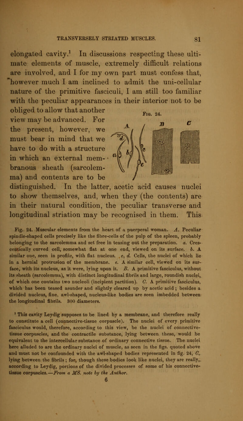 Fig. 24. elongated cavity.1 In discussions respecting these ulti- mate elements of muscle, extremely difficult relations are involved, and I for my own part must confess that, however much I am inclined to admit the uni-cellular nature of the primitive fasciculi, I am still too familiar with the peculiar appearances in their interior not to be obliged to allow that another view may be advanced. For the present, however, we must bear in mind that we have to do with a structure in which an external mem- branous sheath (sarcolem- ma) and contents are to be distinguished. In the latter, acetic acid causes nuclei to show themselves, and, when they (the contents) are in their natural condition, the peculiar transverse and longitudinal striation may be recognised in them. This Fig. 24. Muscular elements from the heart of a puerperal woman. A. Peculiar spindle-shaped cells precisely like the fibre-cells of the pulp of the spleen, probably belonging to the sarcolemma and set free in teasing out the preparation, a. Cres- cen^icallv curved cell, somewhat flat at one end, viewed on its surface, b. A similar one, seen in profile, with flat nucleus, c, d. Cells, the nuclei of which lie in a hernial protrusion of the membrane, e. A similar cell, viewed on its sur- face, with its nucleus, as it were, lying upon it. B. A primitive fasciculus, without its sheath (sarcolemma), with distinct longitudinal fibrils and large, roundish nuclei, of which one contains two nucleoli (incipient partition). C. A primitive fasciculus, which has been teased asunder and slightly cleared up by acetic acid ; besides a divided nucleus, fine, awl-shaped, nucleus-like bodies are seen imbedded between the longitudinal fibrils. 300 diameters. 1 This cavity Leydig supposes to be lined by a membrane, and therefore really to constitute a cell (connective-tissue corpuscle). The nuclei of every primitive fasciculus would, therefore, according to this view, be the nuclei of connective- tissue corpuscles, and the contractile substance, lying between these, would be equivalent to the intercellular substance of ordinary connective tissue. The nuclei here alluded to are the ordinary nuclei of muscle, as seen in the figs, quoted above and must not be confounded with the awl-shaped bodies represented in fig. 24, C, lying between the fibrils ; for, though these bodies look like nuclei, they are really,, according to Leydig, portions of the divided processes of some of his connective- tissue corpuscles.—From a MS. note by the Author. 6