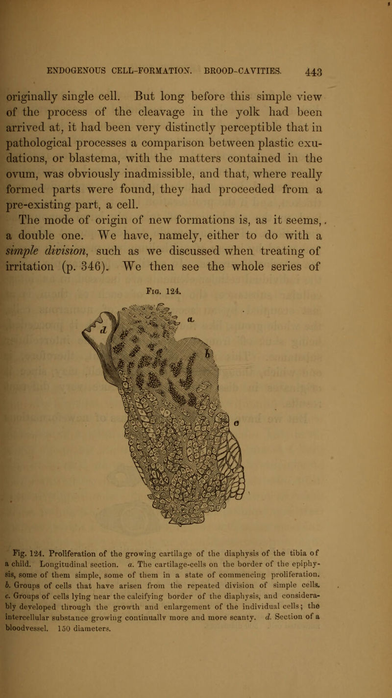 originally single cell. But long before this simple view of the process of the cleavage in the yolk had been arrived at, it had been very distinctly perceptible that in pathological processes a comparison between plastic exu- dations, or blastema, with the matters contained in the ovum, was obviously inadmissible, and that, where really formed parts were found, they had proceeded from a pre-existing part, a cell. The mode of origin of new formations is, as it seems, a double one. We have, namely, either to do with a simple division, such as we discussed when treating of irritation (p. 346). We then see the whole series of Fig. 124. Fig. 124. Proliferation of the growing cartilage of the diaphysis of the tibia of a child. Longitudinal section, a. The cartilage-cells on the border of the epiphy- sis, some of them simple, some of them in a state of commencing proliferation. b. Groups of cells that have arisen from the repeated division of simple cells. c. Groups of cells lying near the calcifying border of the diaphysis, and considera- bly developed through the growth and enlargement of the individual cells; the intercellular substance growing continually more and more scanty, d. Section of a bloodvessel. 150 diameters.