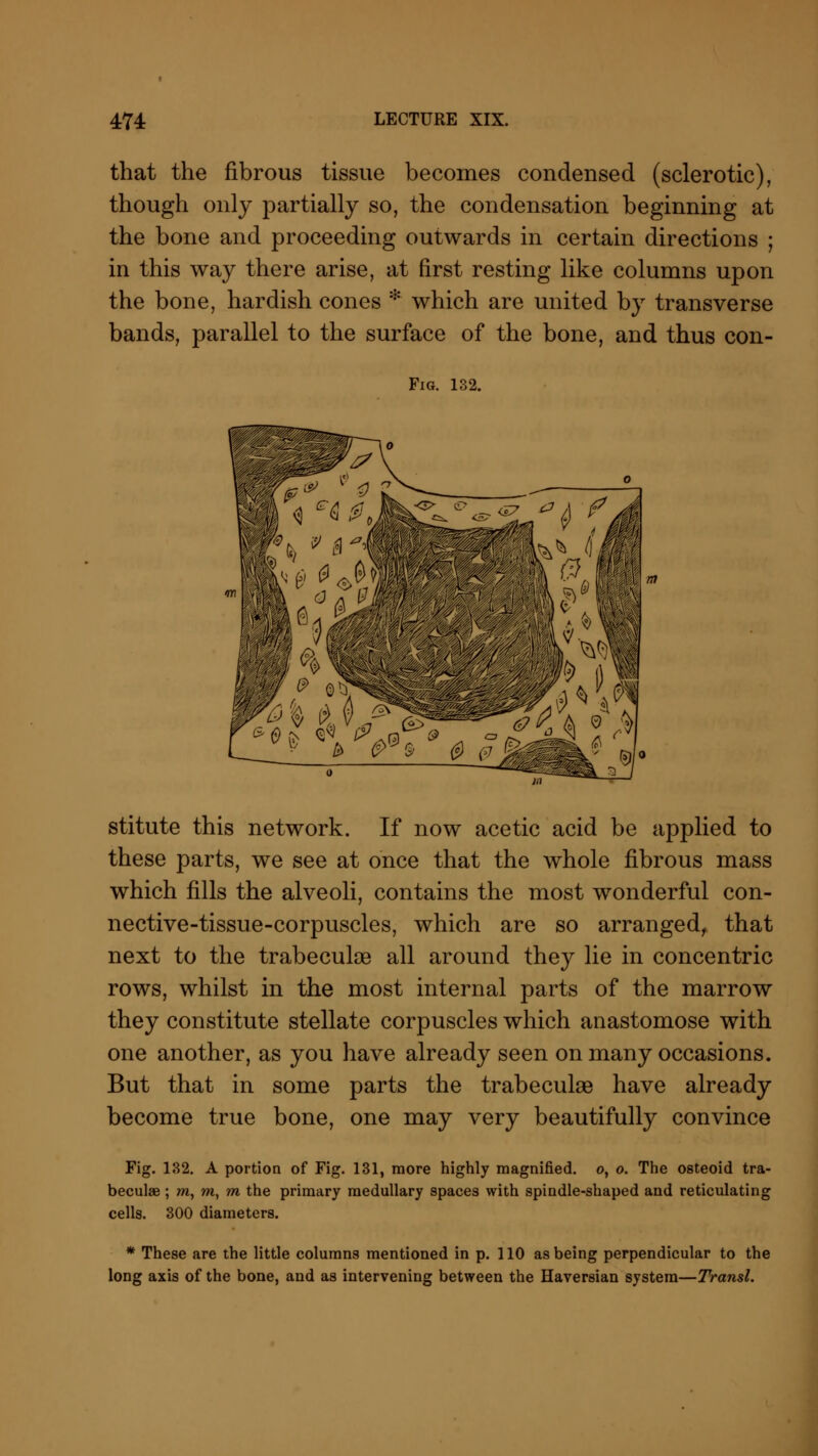 that the fibrous tissue becomes condensed (sclerotic), though only partially so, the condensation beginning at the bone and proceeding outwards in certain directions ; in this way there arise, at first resting like columns upon the bone, hardish cones * which are united by transverse bands, parallel to the surface of the bone, and thus con- Fig. 132. Ye stitute this network. If now acetic acid be applied to these parts, we see at once that the whole fibrous mass which fills the alveoli, contains the most wonderful con- nective-tissue-corpuscles, which are so arranged, that next to the trabeculse all around they lie in concentric rows, whilst in the most internal parts of the marrow they constitute stellate corpuscles which anastomose with one another, as you have already seen on many occasions. But that in some parts the trabecule have already become true bone, one may very beautifully convince Fig. 132. A portion of Fig. 131, more highly magnified, o, o. The osteoid tra- becule ; m, m, m the primary medullary spaces with spindle-shaped and reticulating cells. 300 diameters. * These are the little columns mentioned in p. 110 as being perpendicular to the long axis of the bone, and as intervening between the Haversian system—Transl.