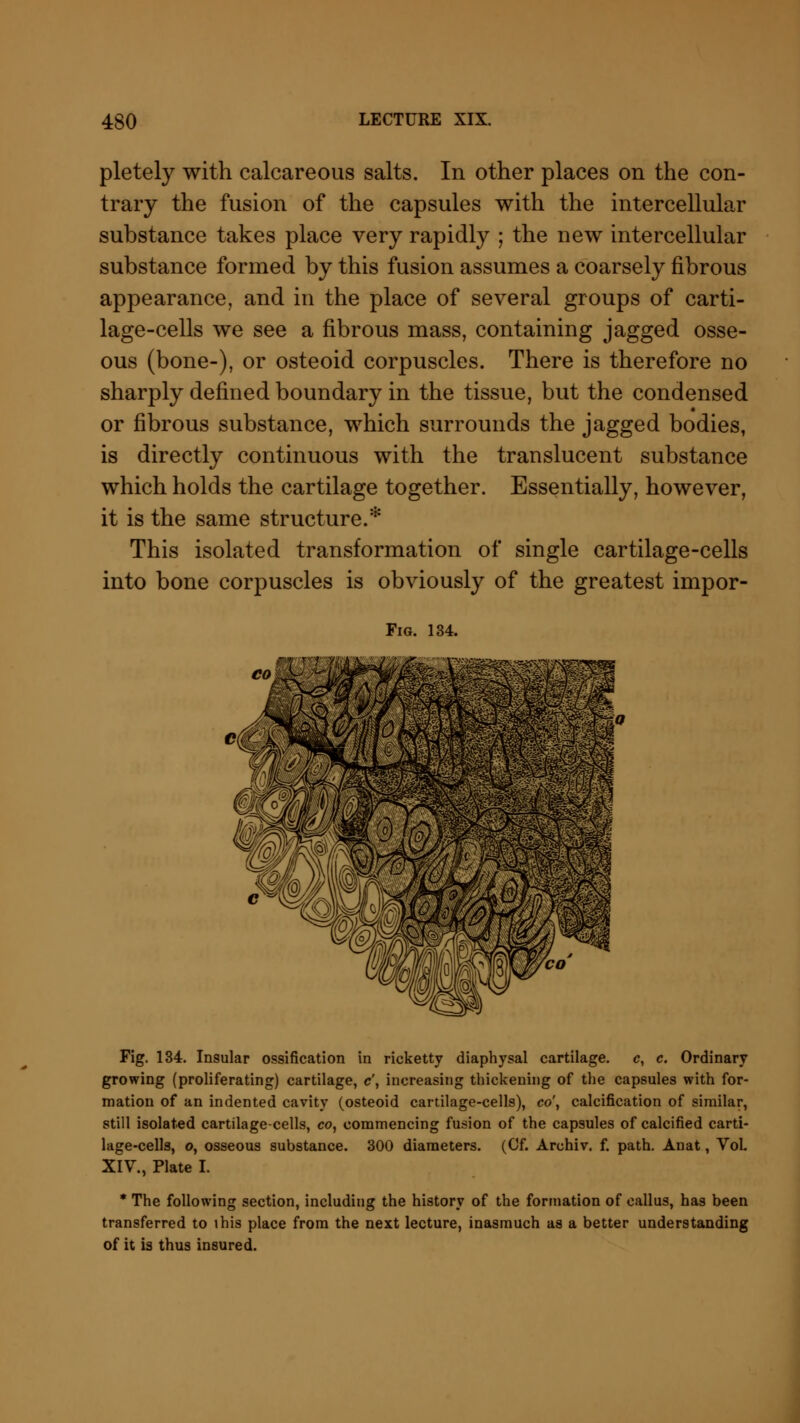 pletely with calcareous salts. In other places on the con- trary the fusion of the capsules with the intercellular substance takes place very rapidly ; the new intercellular substance formed by this fusion assumes a coarsely fibrous appearance, and in the place of several groups of carti- lage-cells we see a fibrous mass, containing jagged osse- ous (bone-), or osteoid corpuscles. There is therefore no sharply defined boundary in the tissue, but the condensed or fibrous substance, which surrounds the jagged bodies, is directly continuous with the translucent substance which holds the cartilage together. Essentially, however, it is the same structure.* This isolated transformation of single cartilage-cells into bone corpuscles is obviously of the greatest impor- Fig. 134. Fig. 134. Insular ossification in ricketty diaphysal cartilage, c, c. Ordinary growing (proliferating) cartilage, c\ increasing thickening of the capsules with for- mation of an indented cavity (osteoid cartilage-cells), co\ calcification of similar, still isolated cartilage-cells, co, commencing fusion of the capsules of calcified carti- lage-cells, o, osseous substance. 300 diameters. (Cf. Archiv. f. path. Anat, VoL XIV., Plate I. * The following section, including the history of the formation of callus, has been transferred to this place from the next lecture, inasmuch as a better understanding of it is thus insured.