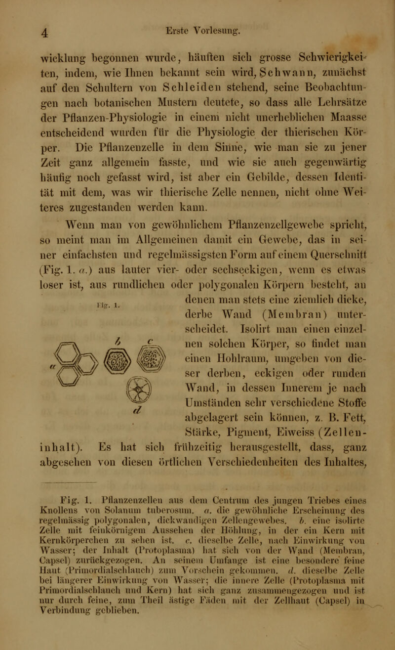 wicklung begonnen wurde, häuften sich grosse Schwierigkei- ten, indem, wie Ihnen bekannt sein wird, Schwann, zunächst auf den Schultern von Schieiden stehend, seine Beobachtun- gen nach botanischen Mustern deutete, so dass alle Lehrsätze der Pflanzen-Physiologie in einem nicht unerheblichen Maasse entscheidend wurden für die Physiologie der thierischen Kör- per. Die Pflanzenzelle in dem Sinne, wie man sie zu jener Zeit ganz allgemein fasste, und wie sie auch gegenwärtig häufig noch gefasst wird, ist aber ein Gebilde, dessen Identi- tät mit dem, was wir thierische Zelle nennen, nicht ohne Wei- teres zugestanden werden kann. Wenn man von gewöhnlichem Pflanzenzcllgcwebe spricht, so meint man im Allgemeinen damit ein Gewebe, das in sei- ner einfachsten und regelnlässigsten Form auf einem Querschnitt (Fig. 1. a.) aus lauter vier- oder sechseckigen, wenn es etwas loser ist, aus rundlichen oder polygonalen Körpern besteht, an ,. , denen man stets eine ziemlieh dicke, i ig. i. derbe Wand (Membran) unter- scheidet. Isolirt man einen einzel- nen solchen Körper, so findet man einen Hohlraum, umgeben von die- ser derben, eckigen oder runden Wand, in dessen Innerem je nach Umständen sehr verschiedene Stoffe abgelagert sein können, z. B. Fett, Stärke, Pigment, Eiweiss (Zellen- inhalt). Es hat sich frühzeitig herausgestellt, dass, ganz abgesehen von diesen örtlichen Verschiedenheiten des Inhaltes, Fig. 1. Pflanzenzellen aus dem Gentium des jungen Triebes eines Knollens von Solanum tuberosum, a. die gewöhnliche Erscheinung des regelmässig polygonalen, dickwandigen Zellengewebes, h. eine isolirte Zelle mit feinkörnigem Aussehen der Höhlung, in der ein Kern mit Kernkörperchen zu sehen ist. c. dieselbe Zelle, nach Einwirkung von Wasser; der Inhalt (Protoplasma) hat sich von der Wand (Membran, Oapsel) zurückgezogen. An seinem Umfange ist eine besondere feine Haut (Primordialschlauch) zum Vorschein gekommen. <l. dieselbe Zelle bei längerer Einwirkung von Wasser; die innere Zelle (Protoplasma mit Primordialschlauch und Kern) hat sich ganz zusammengezogen und ist nur durch feine, zum Theil ästige Fäden mit der Zellhaut (Capsel) in Verbindung geblieben.