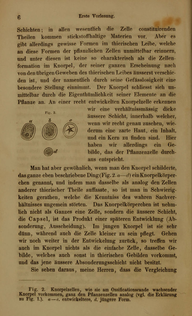 Schichten; in allen wesentlich die Zelle constituirenden Theilen kommen stickstoffhaltige Materien vor. Aber es gibt allerdings gewisse Formen im thierischen Leibe, welche an diese Formen der pflanzlichen Zellen unmittelbar erinnern, und unter diesen ist keine so charakterisch als die Zellen- formation im Knorpel, der seiner ganzen Erscheinung nach von den übrigen Geweben des thierischen Leibes äusserst verschie- den ist, und der namentlich durch seine Gefässlosigkeit eine besondere Stellung einnimmt. Der Knorpel schliesst sich un- mittelbar durch die Eigenthümlichkeit seiner Elemente an die Pflanze an. An einer recht entwickelten Knorpelzelle erkennen wir eine verhältnissmässig dicke äussere Schicht, innerhalb welcher, wenn wir recht genau zusehen, wie- derum eine zarte Haut, ein Inhalt, und ein Kern zu finden sind. Hier haben wir allerdings ein Ge- (|p<£ bilde, das der Pflanzenzelle durch- aus entspricht. Man hat aber gewöhnlich, wenn man den Knorpel schilderte, das ganze eben beschriebene Ding(Fig. 2. a—d) einKnorpelkörper- chen genannt, und indem man dasselbe als analog den Zellen anderer thierischer Theile auffasste, so ist man in Schwierig- keiten gerathen, welche die Kenntniss des wahren Sachver- hältnisses ungemein störten. Das Knorpelkörperchen ist nehm- lich nicht als Ganzes eine Zelle, sondern die äussere Schicht, die Capsel, ist das Produkt einer späteren Entwicklung (Ab- sonderung, Ausscheidung). Im jungen Knorpel ist sie sehr dünn, während auch die Zelle kleiner zu sein pflegt. Gehen wir noch weiter in der Entwicklung zurück, so treffen wir auch im Knorpel nichts als die einfache Zelle, dasselbe Ge- bilde, welches auch sonst in thierischen Gebilden vorkommt, und das jene äussere Absonderungsschicht nicht besitzt. Sie sehen daraus, meine Herren, dass die Vergleichung Fig. 2. Knorpelzellen, wie sie am Ossificationsrande wachsender Knorpel vorkommen, ganz den Pflanzenzellen analog (vgl. die Erklärung zu Fig. 1.). a — c. entwickeltere, d. jüngere Form.