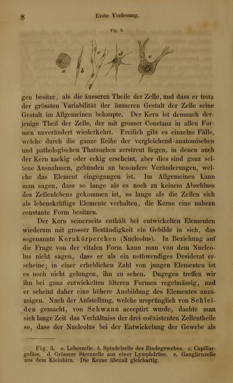 Fig. 3. ■& // gen besitze, als die äusseren Theile der Zelle, und dass er trotz der grössten Variabilität der äusseren Gestalt der Zelle seine Gestalt im Allgemeinen behaupte. Der Kern ist demnach der- jenige Theil der Zelle, der mit grosser Constanz in allen For- men unverändert wiederkehrt. Freilich gibt es einzelne Fälle, welche durch die ganze Reihe der vergleichend-anatomischen und pathologischen Thatsachen zerstreut liegen, in denen auch der Kern Zackig oder eckig erscheint, aber dies sind ganz sel- tene Ausnahmen, gebunden an besondere Veränderungen, wel- che das Element eingegangen ist. Im Allgemeinen kann man sagen, dass so lange als es noch zu keinem Abschluss des Zellenlebens gekommen ist, so lange als die Zellen sich als lebenskräftige Elemente verhalten, die Kerne eine nahezu constante Form besitzen. Der Kern seinerseits enthält bei entwickelten Elementen wiederum mit grosser Beständigkeit ein Gebilde in sich, das sogenannte Kernkörperchen (Nucleolus). In Beziehung auf die Frage von der vitalen Form kann man von dem Nucleo- lus nicht sagen, dass er als ein notwendiges Desiderat er- scheine; in einer erheblichen Zahl von jungen Elementen ist es noch nicht gelungen, ihn zu sehen. Dagegen treffen wir ihn bei ganz entwickelten älteren Formen regelmässig, und er scheint daher eine höhere Ausbildung des Elementes anzu- zeigen. Nach der Aufstellung, welche ursprünglich von Seh lei- den gemacht, von Schwann aeeeptirt wurde, dachte man sich lange Zeit das Verhältniss der drei coexistenten Zellentheile so, dass der Nucleolus bei der Entwickelung der Gewebe als Fig. 3. a. Leberzelle. b. Spindelzelle des Bindegewebes, c. Capillar- gefäss. d. Grössere Sternzelle aus einer Lymphdrüse, e. Ganglienzelle aus dem Kleinhirn. Die Kerne überall gleichartig.