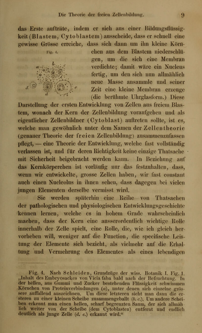 das Erste aufträte, indem er sich aus einer Bildungsfiüssig- keit (Blastem, Cytoblastem) ausscheide, dass er schnell eine gewisse Grösse erreiche, dass sich dann um ihn kleine Kbrn- i ig. i. chen aus dem Blastem niederschlü- gen, um die sich eine Membran verdichte; damit wäre ein Nucleus fertig, um den sich nun allmählich neue Masse ansammle und seiner '^öj.. Jj: Zeit eine kleine Membran erzeuge (die berühmte Uhrglasform.) Diese Darstellung der ersten Entwicklung von Zellen aus freiem Blas- tem, wonach der Kern der Zellenbildung voraufgehen und als eigentlicher Zellenbildner (Cytoblast) auftreten sollte, ist es, welche man gewöhnlich unter dem Namen der Zeilentheorie (genauer Theorie der freien Zellenbildung) zusammenzufassen pflegt, — eine Theorie der Entwicklung, welche fast vollständig verlassen ist, und für deren Richtigkeit keine einzige Thatsache mit Sicherheit beigebracht werden kann. In Beziehung auf das Kernkörperchen ist vorläufig nur das festzuhalten, dass, wenn wir entwickelte, grosse Zellen haben, wir fast constant auch einen Nucleolus in ihnen sehen, dass dagegen bei vielen jungen Elementen derselbe vermisst wird. Sie werden späterhin eine Reihe von Thatsachen der pathologischen und physiologischen Entwicklungsgeschichte kennen lernen, welche es in hohem Grade wahrscheinlich machen, dass der Kern eine ausserordentlich wichtige Rolle innerhalb der Zelle spielt, eine Rolle, die, wie ich gleich her- vorheben will, weniger auf die Function, die speeifische Leis- tung der Elemente sich bezieht, als vielmehr auf die Erhal- tung und Vermehrung des Elementes als eines lebendigen Fig. 4. Nach Schi ei den, Grundzüge der wiss. Botanik I. Fig. 1. „Inhalt des Embryosackes von Vicia faba bald nach der Befruchtung. In der hellen, aus Gummi und Zucker bestehenden Flüssigkeit schwimmen Körnchen von Proteinverbindnngen («), unter denen sich einzelne grös- sere auffallend auszeichnen. Um diese letzteren sieht man dann die er- steren zu einer kleinen Scheibe zusammengeballt (b. c). Um andere Schei- ben erkennt man einen hellen, scharf begrenzten Saum, der sich allmäh lieh weiter von der Scheibe (dem Cytoblasten) entfernt und endlich deutlich als junge Zelle (d. e.) erkannt wird.