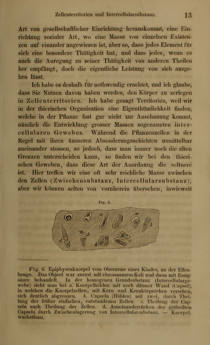 Art von gesellschaftlicher Einrichtung herauskommt, eine Ein- richtung socialer Art, wo eine Masse von einzelnen Existen- zen auf einander angewiesen ist, aber so, dass jedes Element für sich eine besondere Thätigkeit hat, und dass jedes, wenn es auch die Anregung zu seiner Thätigkeit von anderen Theilen her empfängt, doch die eigentliche Leistung von sich ausge- hen lässt. Ich habe es deshalb für nothwendig erachtet, und ich glaube, dass Sie Nutzen davon haben werden, den Körper zu zerlegen in Zellenterritorien. Ich habe gesagt Territorien, weil wir in der thierischen Organisation eine Eigenthümlichkeit finden, welche in der Pflanze fast gar nicht zur Anschauung kommt, nämlich die Entwicklung grosser Massen sogenannten inter- cellularen Gewebes. Während die Pflanzenzellen in der Regel mit ihren äusseren Absonderungsschichten unmittelbar aneinander stossen, so jedoch, dass man immer noch die alten Grenzen unterscheiden kann, so finden wir bei den thieri- schen Geweben, dass diese Art der Anordnung die seltnere ist. Hier treffen wir eine oft sehr reichliche Masse zwischen den Zellen (Zwischensubstanz, Intercellularsubstanz), aber wir können selten von vornherein übersehen, inwieweit Fig. G. Fig. G. Epiphysenknorpel vom Oberarme eines Kindes, an der Ellen- beuge. Das Object war zuerst mit chromsaurem Kali und dann mit Essig- saure behandelt. In der homogenen Grundsubstanz (Intercellularge- vvebe) sieht man bei a. Knorpelhöhlen mit noch dünner Wand (Capsel), in welchen die Knorpelzellen, mit Kern und Kernkörperehen versehen, sich deutlich abgrenzen. b. Capseln (Holden) mit zwei, durch Thci- lung der früher einfachen, entstandenen Zellen, c. Theilung der Cap- seln nach Theilung der Zellen, d. Auseinanderrücken der getheilten Capseln durch Zwischenlagerung von Intercellularsubstanz. — Knorpel- w ach stimm.