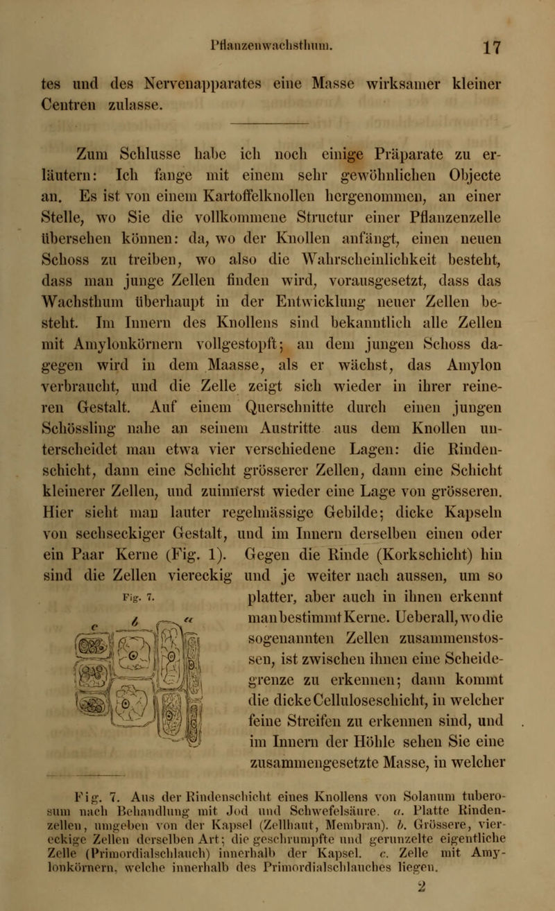 tes und des Nervenapparates eine Masse wirksamer kleiner Centren zulasse. Zum Schlüsse habe ich noch einige Präparate zu er- läutern: Ich fange mit einem sehr gewöhnlichen Objecte an. Es ist von einem Kartoffelknollen hergenommen, an einer Stelle, wo Sie die vollkommene Structur einer Pflanzenzelle übersehen können: da, wo der Knollen anfangt, einen neuen Schoss zu treiben, wo also die Wahrscheinlichkeit besteht, dass man junge Zellen finden wird, vorausgesetzt, dass das Wachsthum überhaupt in der Entwicklung neuer Zellen be- steht. Im Innern des Knollens sind bekanntlich alle Zellen mit Amylonkörnern vollgestopft; an dem jungen Schoss da- gegen wird in dem Maasse, als er wächst, das Amylon verbraucht, und die Zelle zeigt sich wieder in ihrer reine- ren Gestalt. Auf einem Querschnitte durch einen jungen Schössling nahe an seinem Austritte aus dem Knollen un- terscheidet man etwa vier verschiedene Lagen: die Rinden- schicht, dann eine Schicht grösserer Zellen, dann eine Schicht kleinerer Zellen, und zuinnerst wieder eine Lage von grösseren. Hier sieht mau lauter regelmässige Gebilde: dicke Kapseln von sechseckiger Gestalt, und im Innern derselben einen oder ein Paar Kerne (Fig. 1). Gegen die Rinde (Korkschicht) hin sind die Zellen viereckig und je weiter nach aussen, um so platter, aber auch in ihnen erkennt man bestimmt Kerne. Ueberall, wo die sogenannten Zellen zusammenstos- sen, ist zwischen ihnen eine Scheide- grenze zu erkennen-, dann kommt die dicke Celluloseschicht, in welcher feine Streifen zu erkennen sind, und im Innern der Höhle sehen Sie eine zusammengesetzte Masse, in welcher Fi-. 7. Fig. 7. Aus der Rindenschicht eines Knollens von Solanum tubero- sum nach Behandlung mit. Jod und Schwefelsäure. «. Platte Rinden- zellen, umgeben von der Kapsel (Zellhaut, Membran), b. Grössere, vier- eckige Zellen derselben Art; die geschrumpfte und gerunzelte eigentliche Zelle (Primordialschlauch) innerhalb der Kapsel, c. Zelle mit Amy- lonkörnern. welche innerhalb des Primordialschlauches liegen. 2