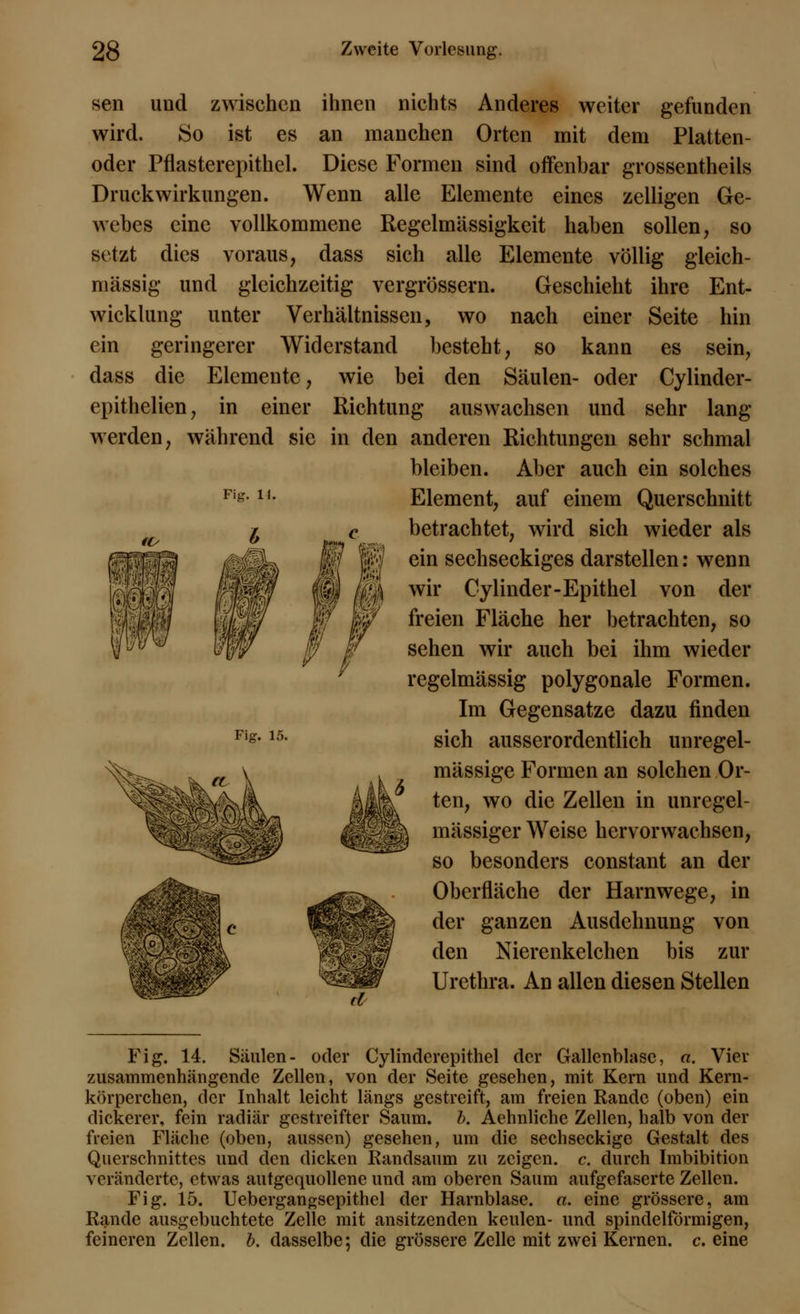 Fig. 11. sen und zwischen ihnen nichts Anderes weiter gefunden wird. So ist es an manchen Orten mit dem Platten- oder Pflasterepithel. Diese Formen sind offenbar grossentheils Druckwirkungen. Wenn alle Elemente eines zelligen Ge- webes eine vollkommene Regelmässigkeit haben sollen, so setzt dies voraus, dass sich alle Elemente völlig gleich- massig und gleichzeitig vergrössern. Geschieht ihre Ent- wicklung unter Verhältnissen, wo nach einer Seite hin ein geringerer Widerstand besteht, so kann es sein, dass die Elemente, wie bei den Säulen- oder Cylinder- epithelien, in einer Richtung auswachsen und sehr lang werden, während sie in den anderen Richtungen sehr schmal bleiben. Aber auch ein solches Element, auf einem Querschnitt betrachtet, wird sich wieder als ein sechseckiges darstellen: wenn wir Cylinder-Epithel von der freien Fläche her betrachten, so sehen wir auch bei ihm wieder regelmässig polygonale Formen. Im Gegensatze dazu finden sich ausserordentlich unregel- mässige Formen an solchen Or- ten, wo die Zellen in unregel- mässiger Weise hervor wachsen, so besonders constant an der Oberfläche der Harnwege, in der ganzen Ausdehnung von den Nierenkelchen bis zur Urethra. An allen diesen Stellen Fig. 15. Sft^.nv Fig. 14. Säulen- oder Cylinderepithel der Gallenblase, a. Vier zusammenhängende Zellen, von der Seite gesehen, mit Kern und Kern- körperchen, der Inhalt leicht längs gestreift, am freien Rande (oben) ein dickerer, fein radiär gestreifter Saum. b. Aehnliche Zellen, halb von der freien Fläche (oben, aussen) gesehen, um die sechseckige Gestalt des Querschnittes und den dicken Randsaum zu zeigen, c. durch Imbibition veränderte, etwas autgequollene und am oberen Saum aufgefaserte Zellen. Fig. 15. Uebergangsepithel der Harnblase, a. eine grössere, am Rande ausgebuchtete Zelle mit ansitzenden keulen- und spindelförmigen, feineren Zellen, b. dasselbe; die grössere Zelle mit zwei Kernen, c. eine