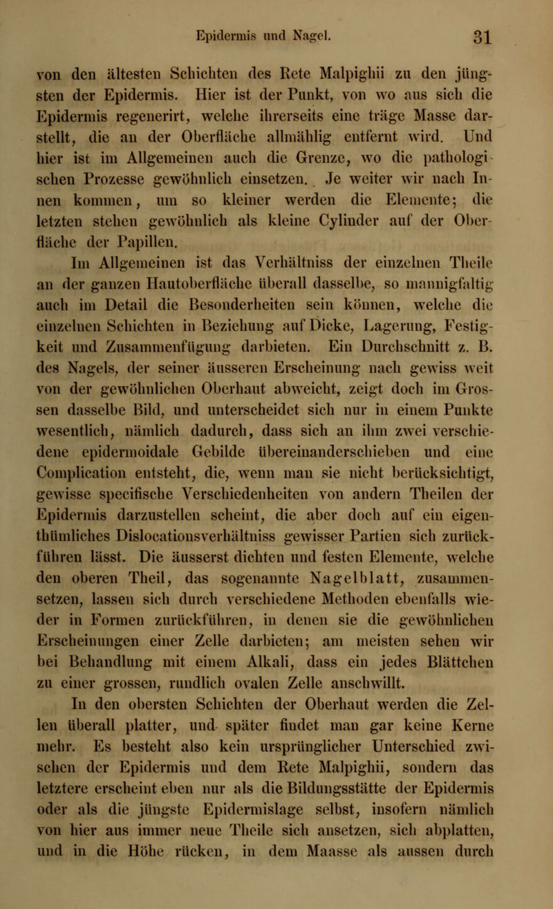 von den ältesten Schichten des Rcte Malpighii zu den jüng- sten der Epidermis. Hier ist der Punkt, von wo aus sich die Epidermis regenerirt, welche ihrerseits eine träge Masse dar- stellt, die an der Oberfläche allmählig entfernt wird. Und hier ist im Allgemeinen auch die Grenze, wo die pathologi sehen Prozesse gewöhnlich einsetzen. Je weiter wir nach In- nen kommen, um so kleiner werden die Elemente; die letzten stehen gewöhnlich als kleine Cylinder auf der Ober fläche der Papillen. Im Allgemeinen ist das Vcrhaltniss der einzelnen Tlieile an der ganzen Hautoberfläche überall dasselbe, so mannigfaltig auch im Detail die Besonderheiten sein können, welche die einzelnen Schichten in Beziehung auf Dicke, Lagerung, Festig- keit und Zusammenfügung darbieten. Ein Durchschnitt z. B. des Nagels, der seiner äusseren Erscheinung nach gewiss weit von der gewöhnlichen Oberhaut abweicht, zeigt doch im Gros- sen dasselbe Bild, und unterscheidet sich nur in einem Punkte wesentlich, nämlich dadurch, dass sich an ihm zwei verschie- dene epidermoidale Gebilde übereinanderschieben und eine Complication entsteht, die, wenn man sie nicht berücksichtigt, gewisse speeifische Verschiedenheiten von andern Theilen der Epidermis darzustellen scheint, die aber doch auf ein eigen- tbüinliches Dislocationsverhältniss gewisser Partien sich zurück- führen lässt. Die äusserst dichten und festen Elemente, welche den oberen Theil, das sogenannte Nagelblatt, zusammen- setzen, lassen sich durch verschiedene Methoden ebenfalls wie- der in Formen zurückführen, in denen sie die gewöhnlichen Erscheinungen einer Zelle darbieten; am meisten sehen wir bei Behandlung mit einem Alkali, dass ein jedes Blättchen zu einer grossen, rundlich ovalen Zelle anschwillt. In den obersten Schichten der Oberhaut werden die Zel- len überall platter, und später findet man gar keine Kerne mehr. Es besteht also kein ursprünglicher Unterschied zwi- schen der Epidermis und dem Rete Malpighii, sondern das letztere erscheint eben nur als die Bildungsstätte der Epidermis oder als die jüngste Epidermislage selbst, insofern nämlich von hier aus immer neue Theile sich ansetzen, sich abplatten, und in die Höhe rücken, in dem Maasse als aussen durch