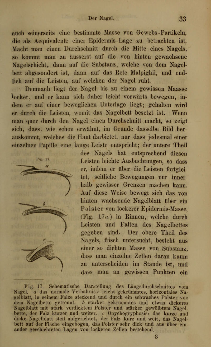 auch seinerseits eine bestimmte Masse von Gewebs -Partikeln, die als Aequivalente einer Epidermis-Lage zu betrachten ist, Macht man einen Durchschnitt durch die Mitte eines Nagels, so kommt man zu äusserst auf die von hinten gewachsene Nagelschicht, dann auf die Substanz, welche von dem Nagel- bett abgesondert ist, dann auf das Rete Malpighii, und end- lich auf die Leisten, auf welchen der Nagel ruht. Demnach liegt der Nagel bis zu einem gewissen Maasse locker, und er kann sich daher leicht vorwärts bewegen, in- dem er auf einer beweglichen Unterlage liegt; gehalten wird er durch die Leisten, womit das Nagelbett besetzt ist. Wenn man quer durch den Nagel einen Durchschnitt macht, so zeigt sich, dass. wie schon erwähnt, im Grunde dasselbe Bild her- auskommt, welches die Haut darbietet, nur dass jedesmal einer einzelnen Papille eine lange Leiste entspricht; der untere Theil des Nagels hat entsprechend diesen Leisten leichte Ausbuchtungen, so dass er, indem er über die Leisten fortglei- tet, seitliche Bewegungen nur inner- halb gewisser Grenzen machen kann. Auf diese Weise bewegt sich das von hinten wachsende Nagelblatt über ein Polster von lockerer Epidermis-Masse, (Fig. 17a.) in Rinnen, welche durch Leisten und Falten des Nagelbettes gegeben sind. Der obere Theil des Nagels, frisch untersucht, besteht aus einer so dichten Masse von Substanz, dass man einzelne Zellen daran kaum zu unterscheiden im Stande ist, und dass man an gewissen Punkten ein IV. 17. Fig. 17. Schematische Darstellung des Längsdurchschnittes vom Nagel, a das normale Verhältnis*: leicht gekrümmtes, horizontales Na- gelblatt, in seinem Falze steckend und durch ein schwaches Polster von dem Nagelbette getrennt, b stärker gekrümmtes und etwas dickere« Nagelblatt mit stark verdicktem Polster und stärker gewölbtem Nagel- bette, der Falz kürzer und weiter, c Onychogryphosis: das kurze und dicke Nagelblatt steil aufgerichtet, der Falz kurz und weit, das Nagel- bett auf der Fläche eingebogen, das Polster sehr dick und aus über ein- ander geschichteten Lagen von lockeren Zellen bestehend. 3