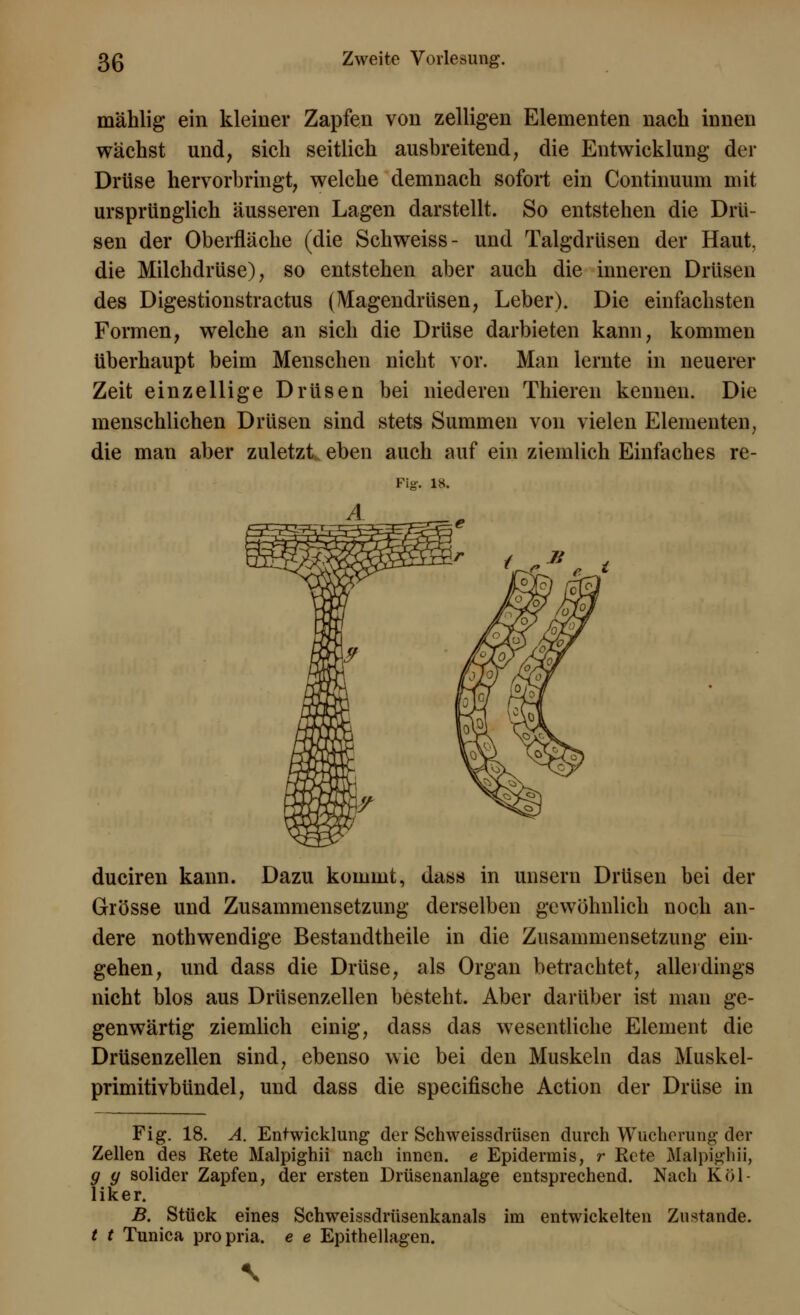 mählig ein kleiner Zapfen von zelligen Elementen nach innen wächst und, sich seitlich ausbreitend, die Entwicklung der Drüse hervorbringt, welche demnach sofort ein Continuum mit ursprünglich äusseren Lagen darstellt. So entstehen die Drü- sen der Oberfläche (die Schweiss- und Talgdrüsen der Haut, die Milchdrüse), so entstehen aber auch die inneren Drüsen des Digestionstractus (Magendrüsen, Leber). Die einfachsten Formen, welche an sich die Drüse darbieten kann, kommen überhaupt beim Menschen nicht vor. Man lernte in neuerer Zeit einzellige Drüsen bei niederen Thieren kennen. Die menschlichen Drüsen sind stets Summen von vielen Elementen, die man aber zuletzt eben auch auf ein ziemlich Einfaches re- Fig. 1K. duciren kann. Dazu kommt, dass in unsern Drüsen bei der Grösse und Zusammensetzung derselben gewöhnlich noch an- dere nothwendige Bestandtheile in die Zusammensetzung ein- gehen, und dass die Drüse, als Organ betrachtet, allerdings nicht blos aus Drüsenzellen besteht. Aber darüber ist man ge- genwärtig ziemlich einig, dass das wesentliche Element die Drüsenzellen sind, ebenso wie bei den Muskeln das Muskel- primitivbündel, und dass die specifische Action der Drüse in Fig. 18. A. Entwicklung der Schweissdrüsen durch Wucherung der Zellen des Rete Malpighii nach innen, e Epidermis, r Rete Malpighii, g y solider Zapfen, der ersten Drüsenanlage entsprechend. Nach Köl- liker. B. Stück eines Schweissdrüsenkanals im entwickelten Zustande. t t Tunica propria. e e Epithellagen.